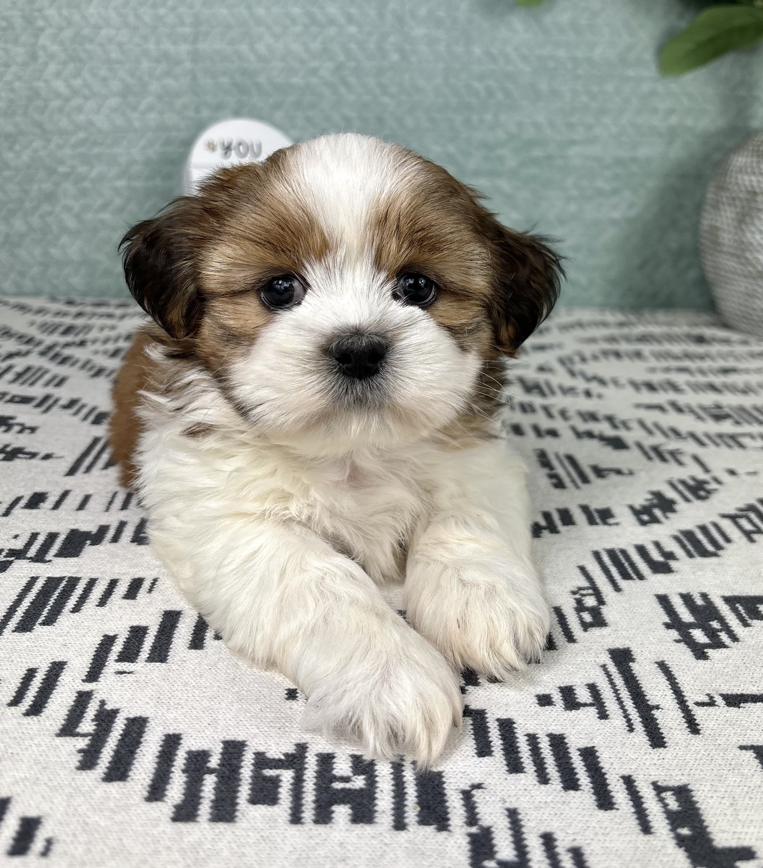 Shihtzu - Sammy