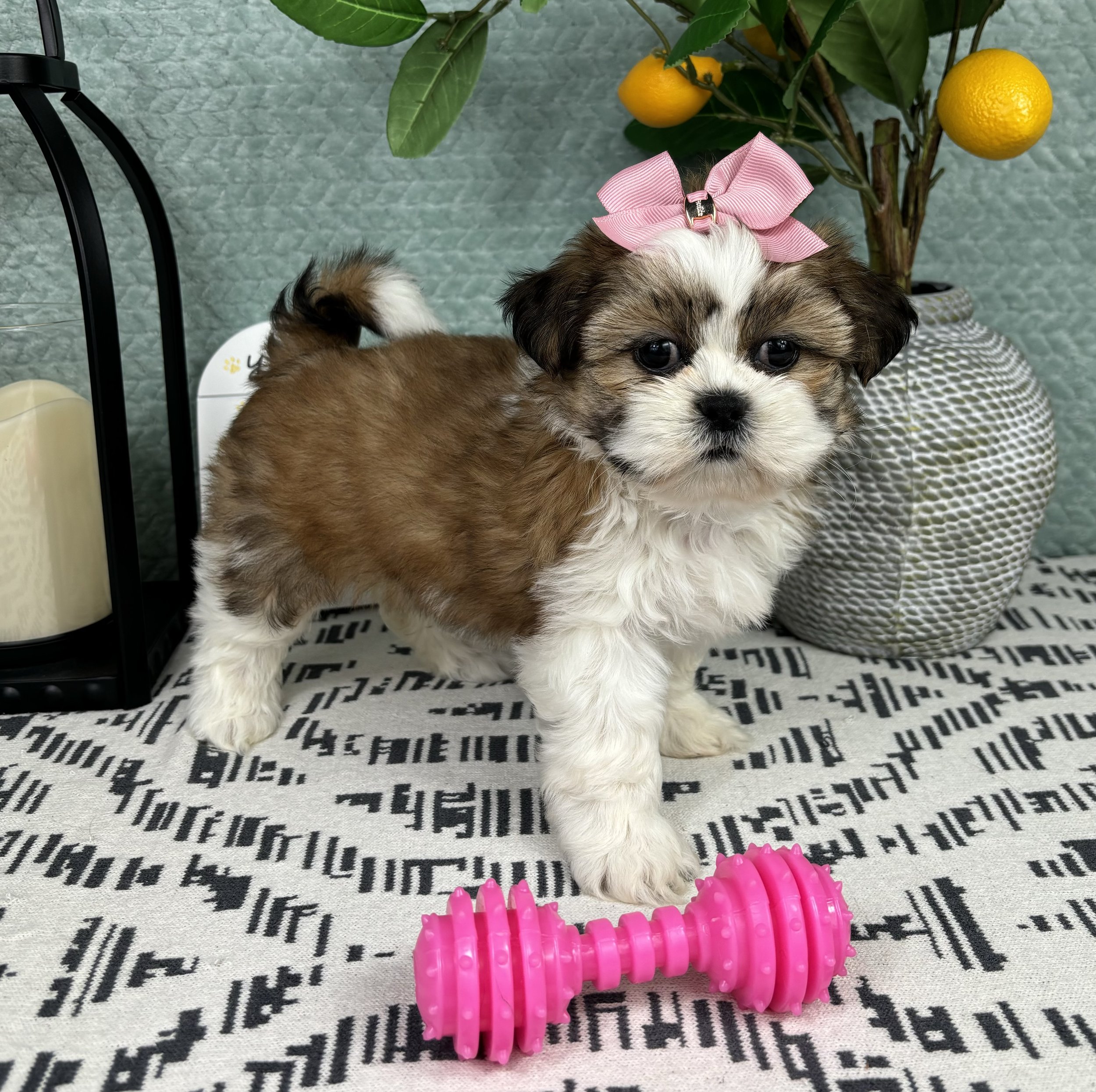 Shihtzu - Sarah