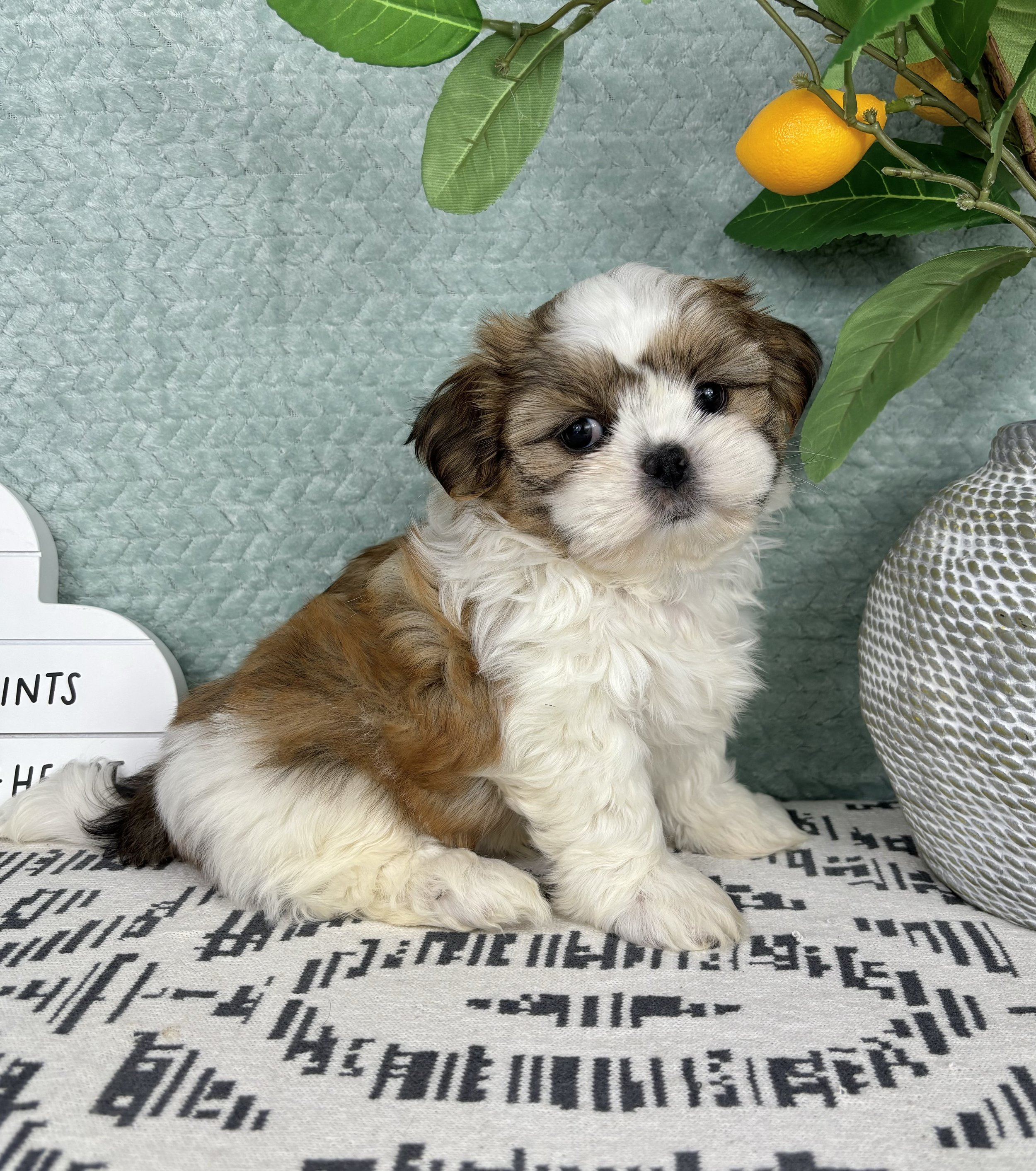 Shihtzu - Sullivan