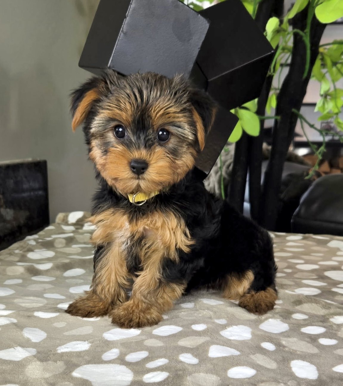 Yorkie - Tulip
