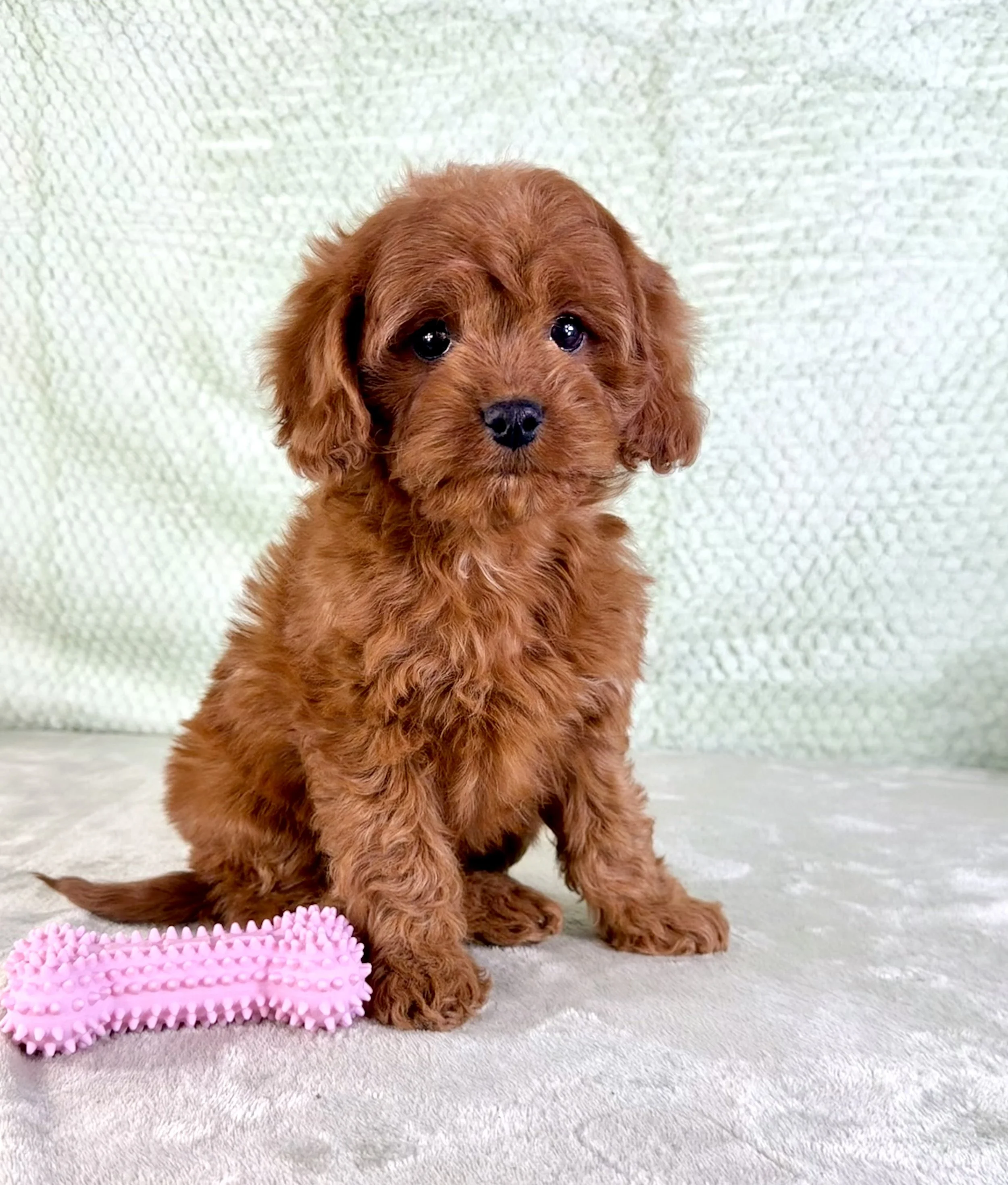 IMG_5441.jpeg (Copy)