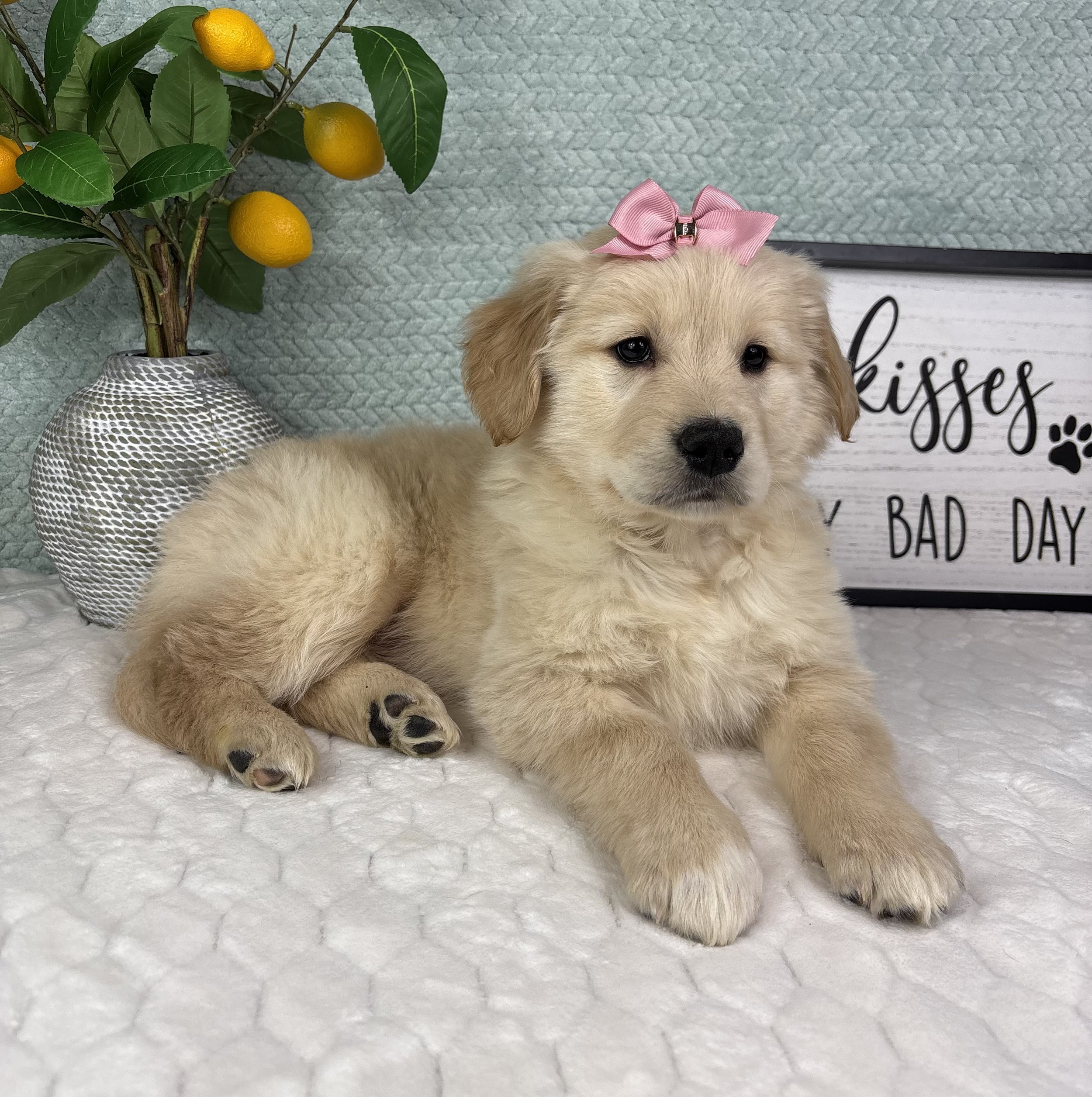 Gigi - AKC Golden Retriever