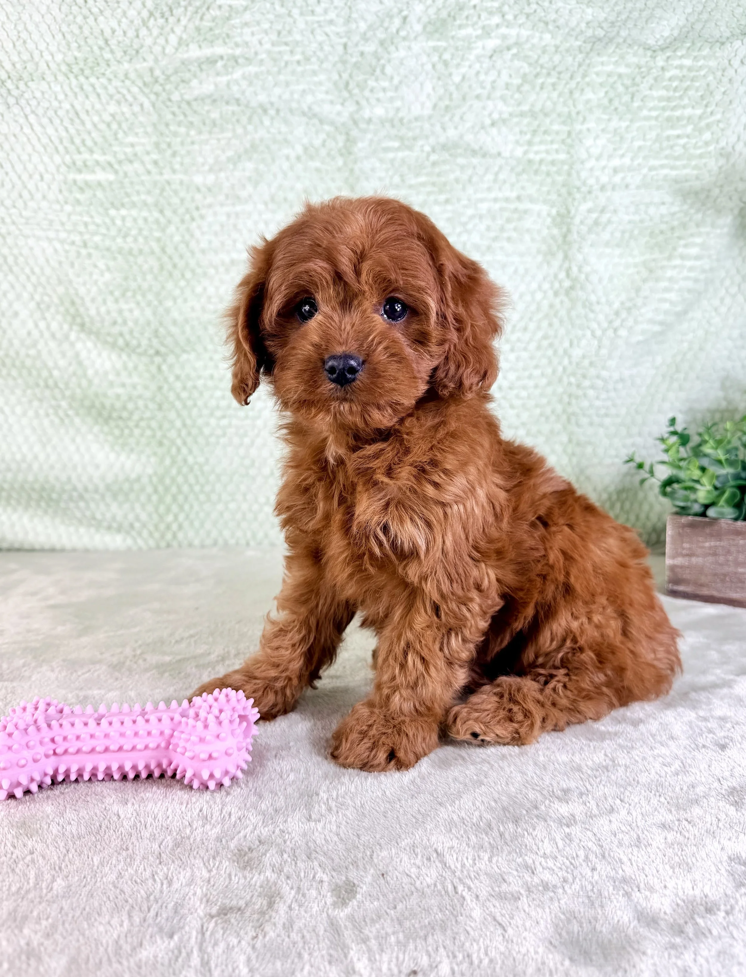 IMG_5453.jpeg (Copy)