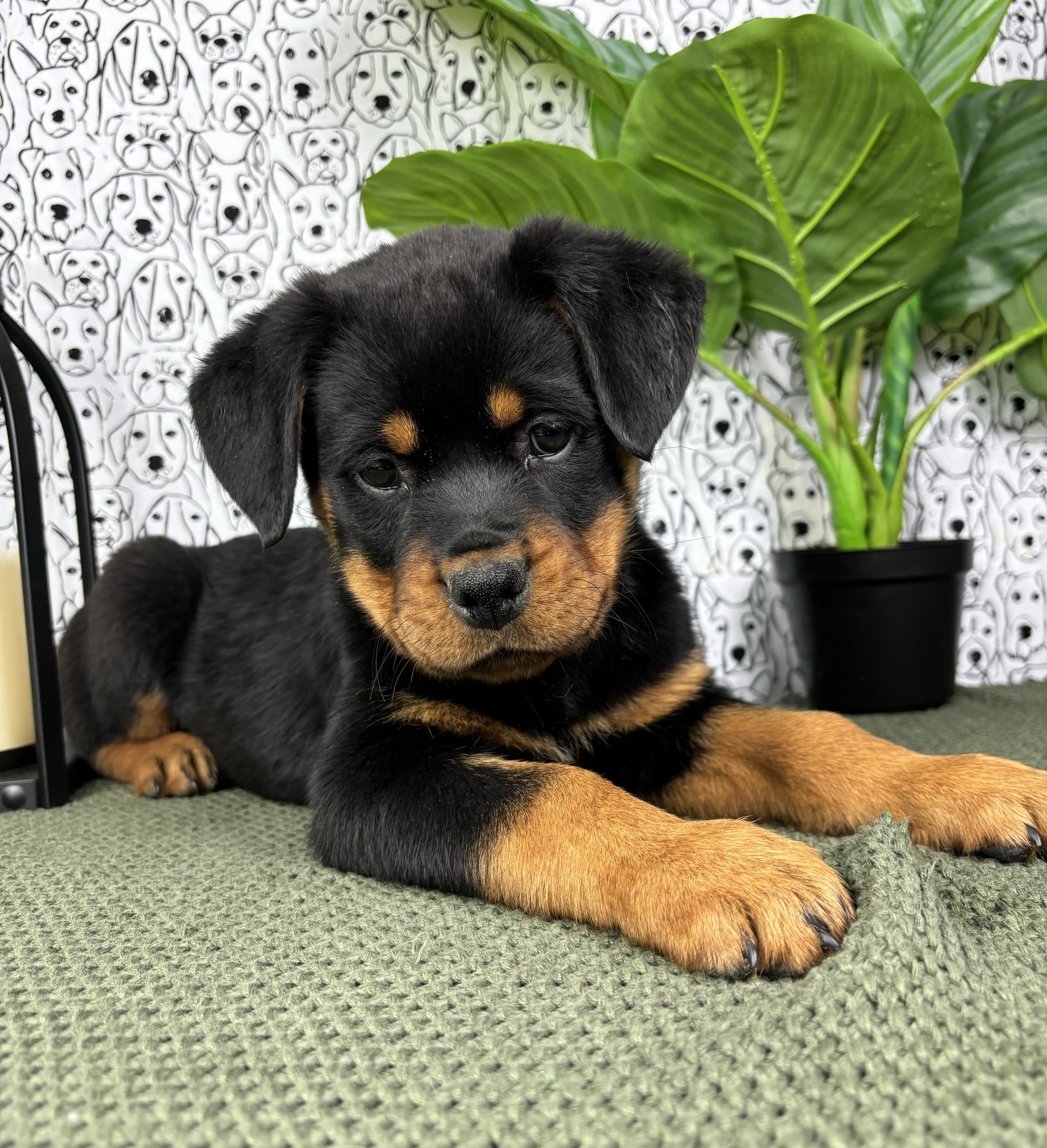 Rottweiler- Roxie