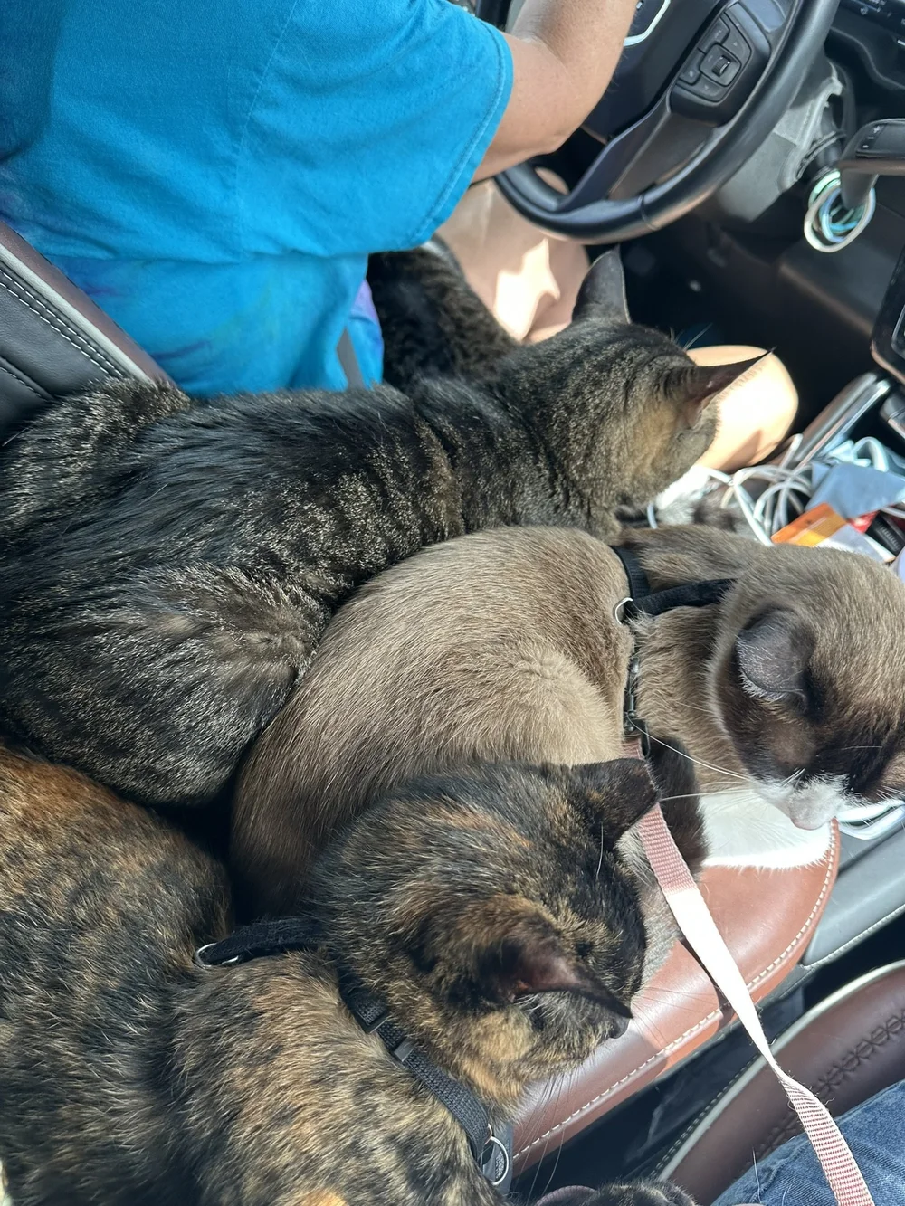 Traveling Cats (Texas)