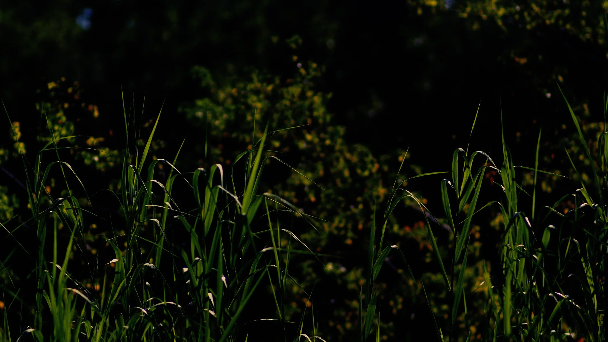 Sequence 09.00_13_46_07.Still014.jpg