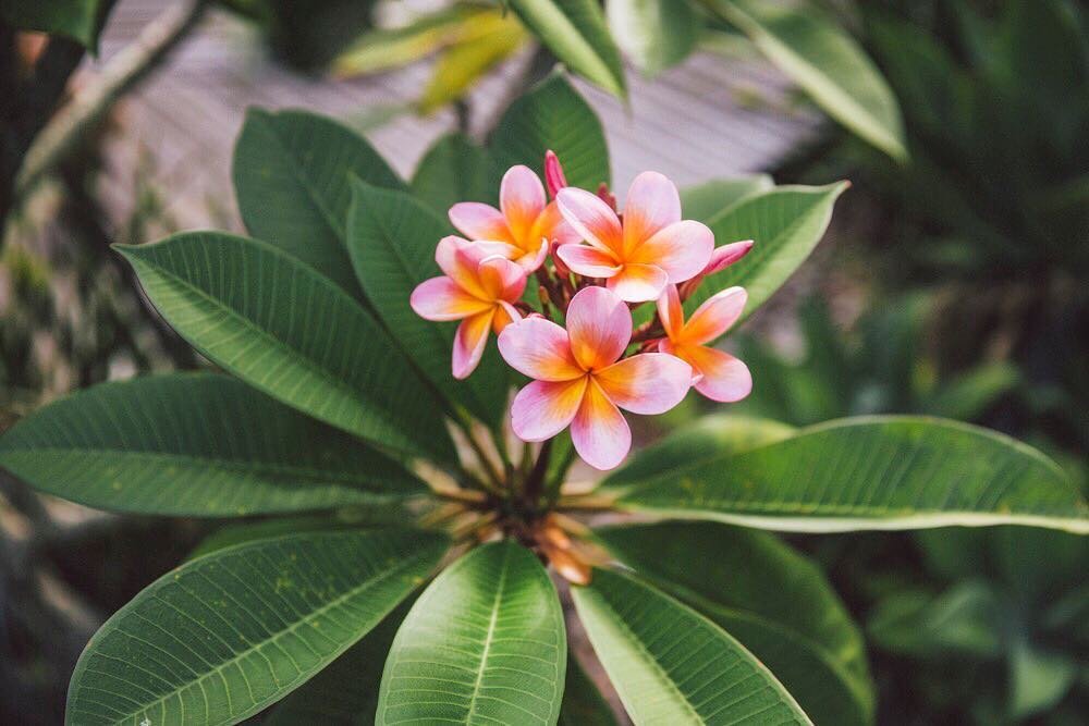 { f r a n j i ~ p e r f e c t i o n 🌸
#franjipani #plumeria #flower #lover 
#fineart #destination #wedding &amp; #portrait #photographer #laceandgrain #laceandgrainphotography @laceandgrain