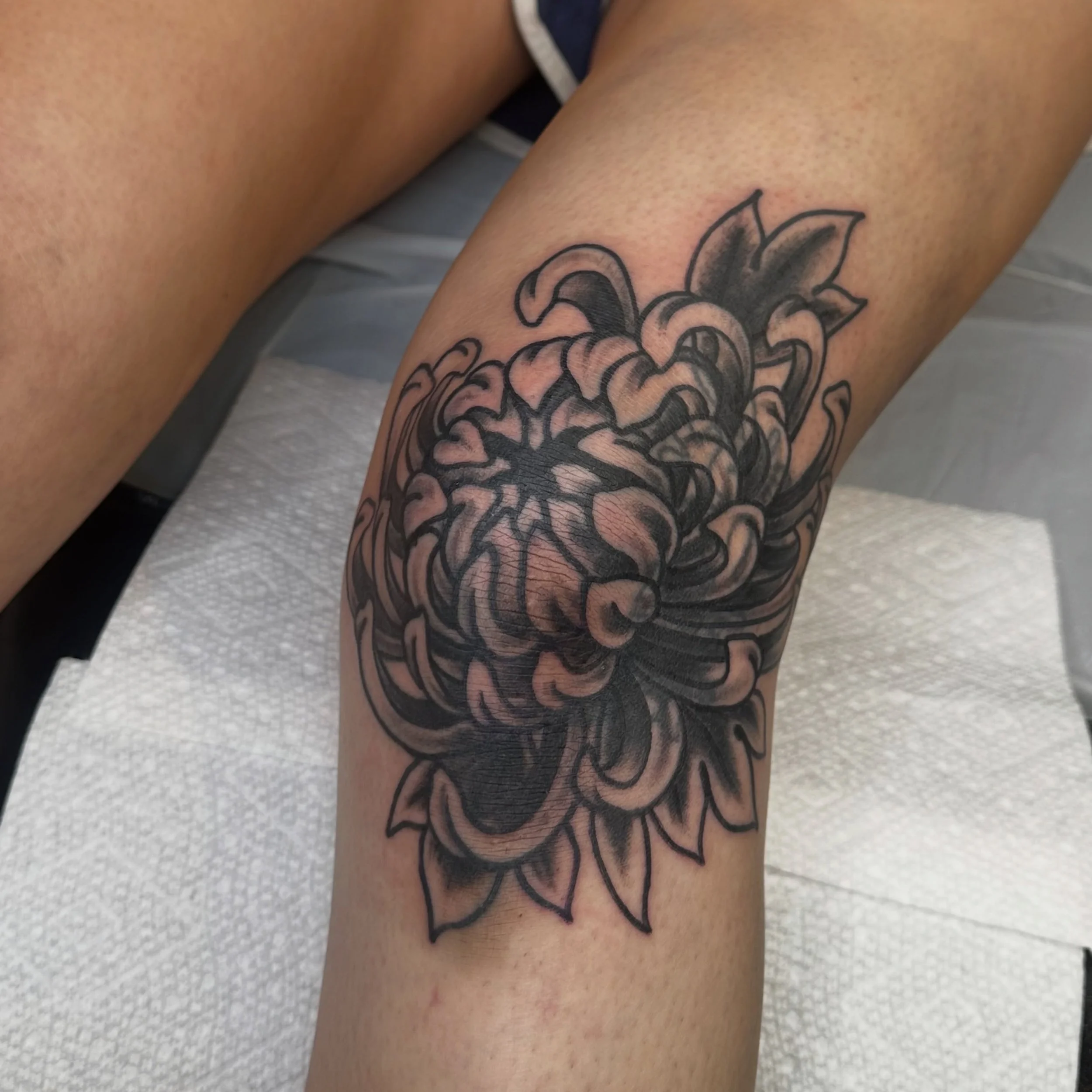 Chrysanthemum blast over on the knee for @haley.morgan.art done @oasis_studio_stl plus a healed shot of one from @stlouistattoofestival. Second knee coming soon!