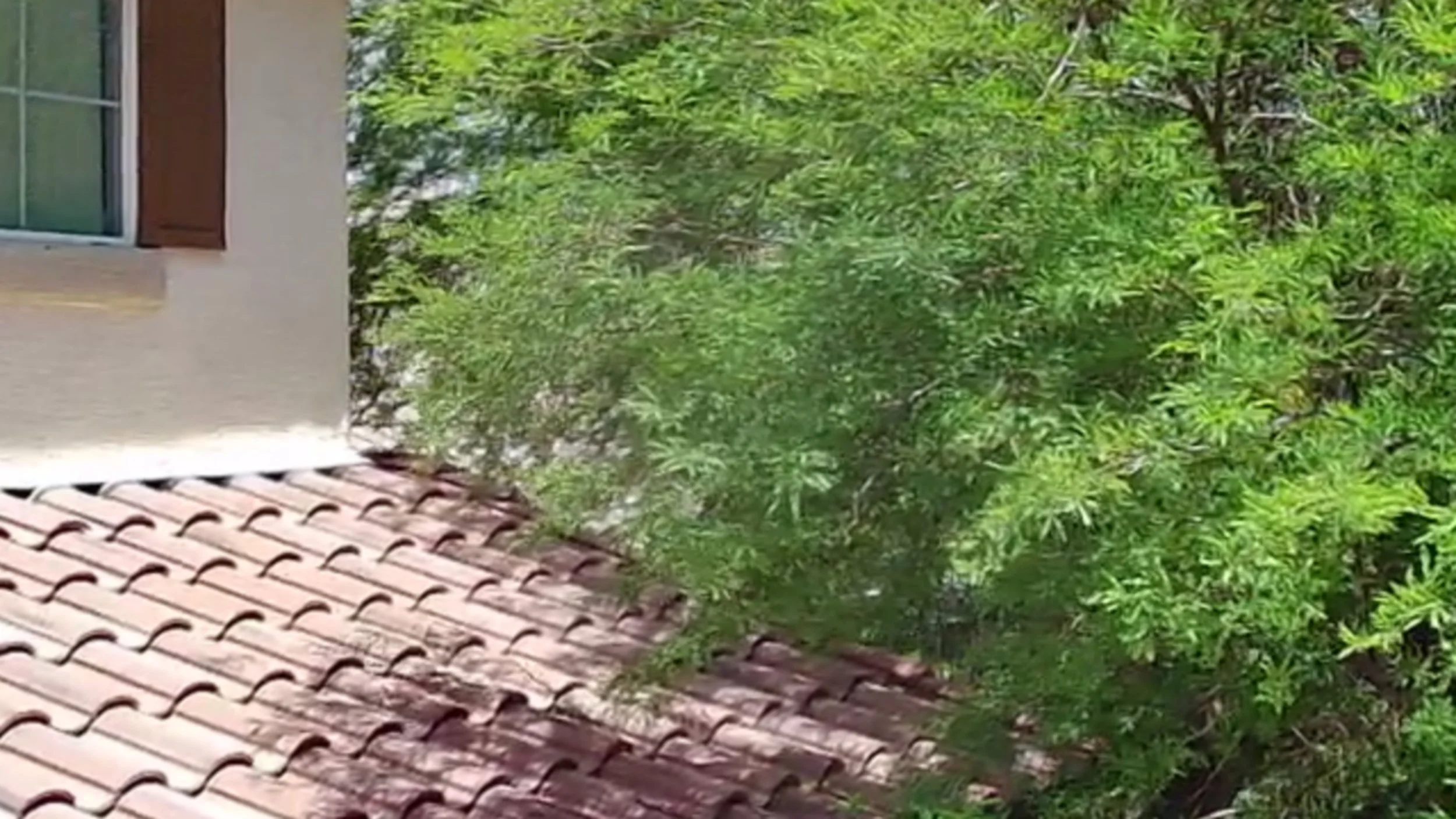 Corner of a house with a window, tiled roof, and a leafy green tree surrounding the house.