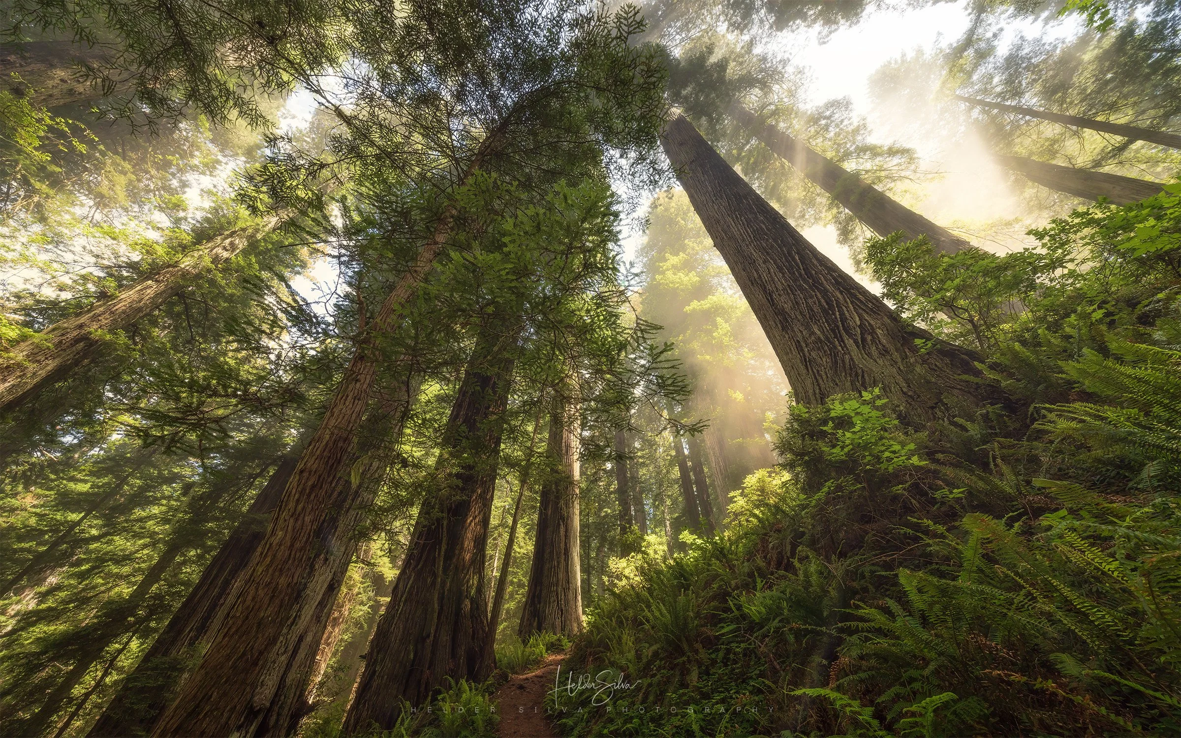 Redwoods.jpg