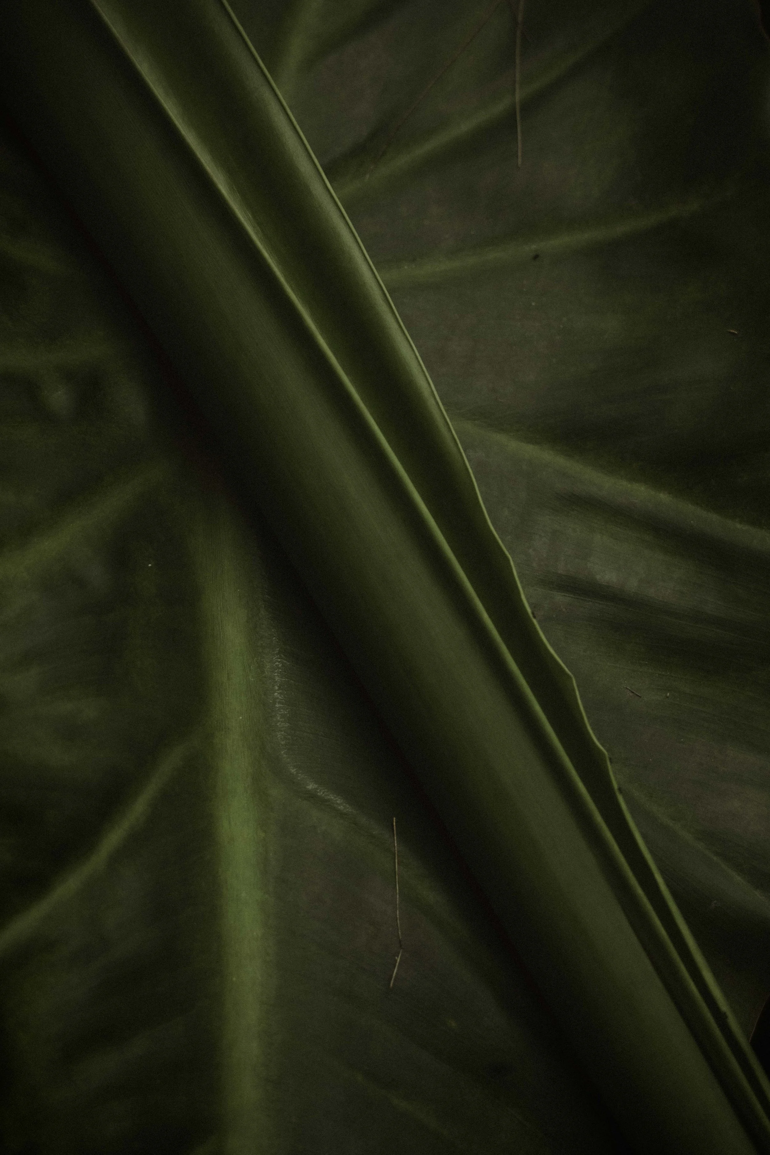 tropical-leaf-detail.jpg