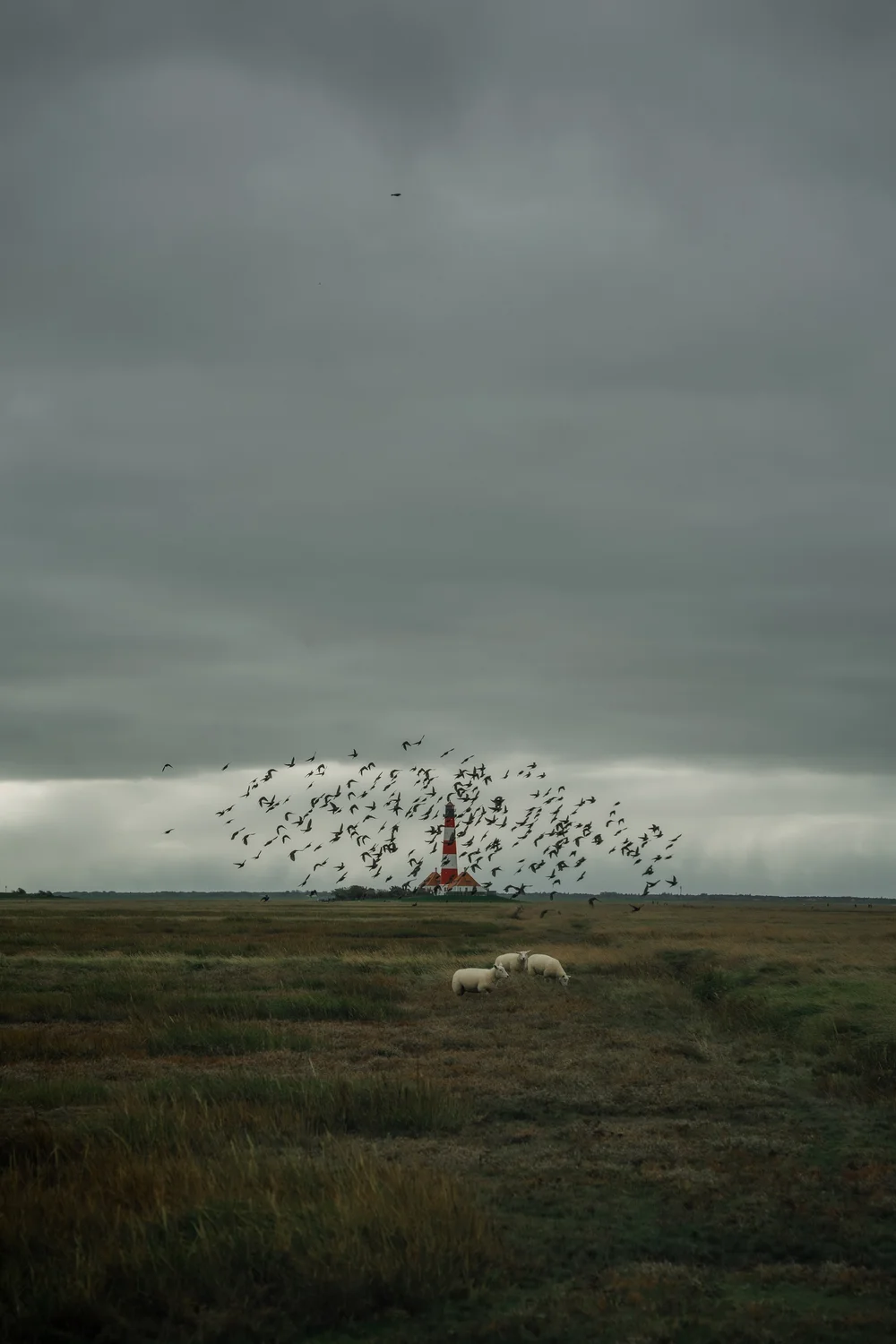 Leuchtturm Westerhever mit Schafen und Vögeln, Nordsee