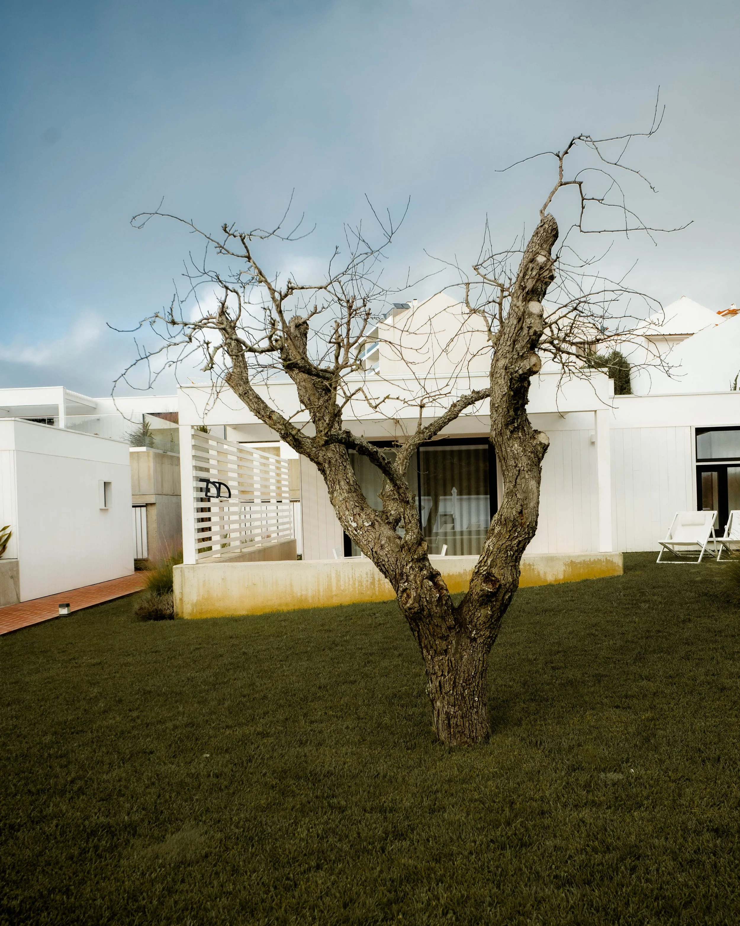portugal-ericeira-prime-villen-garten-mit-baum.jpg