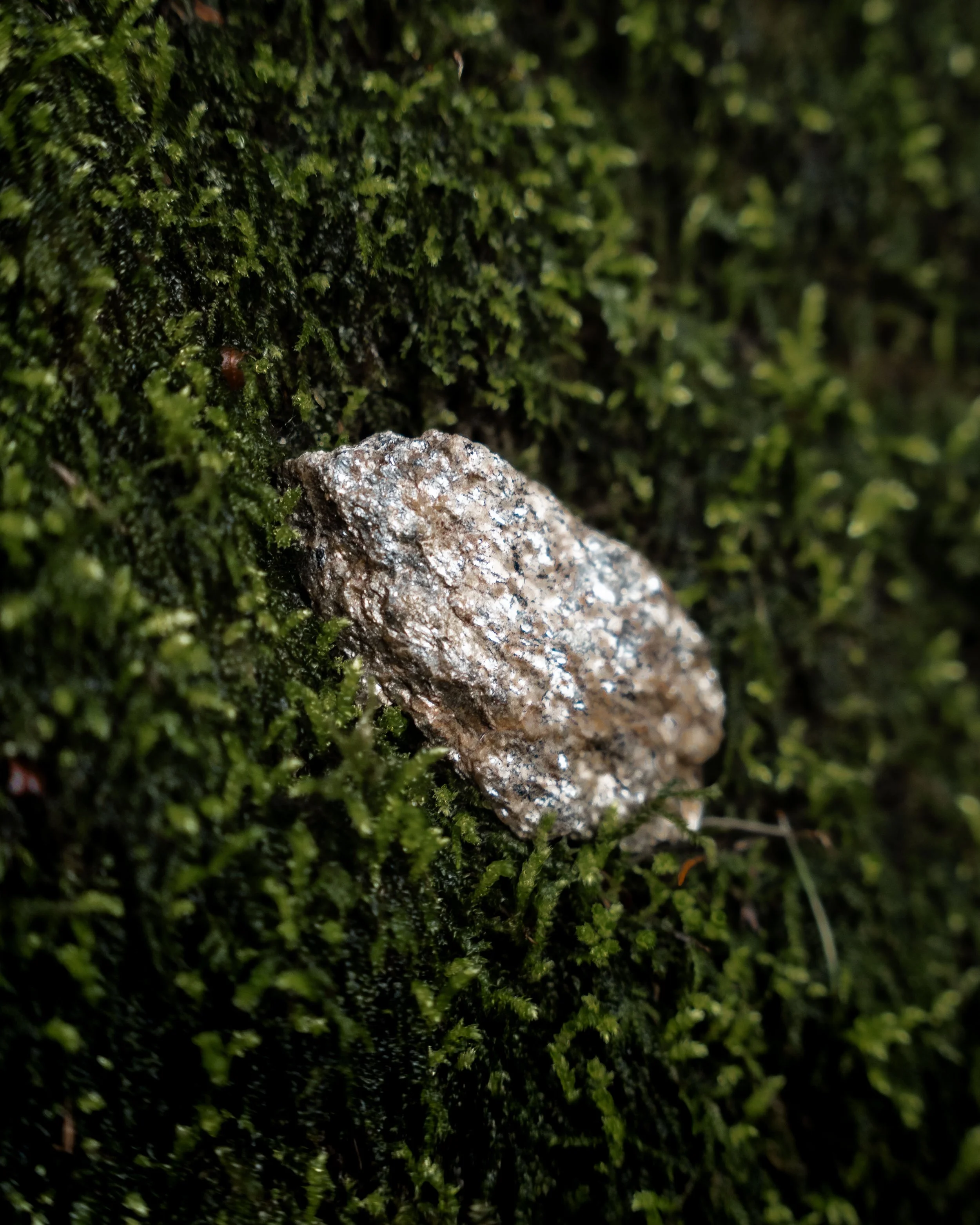 italien-bad-fallenbach-pilz-im-moos.jpg