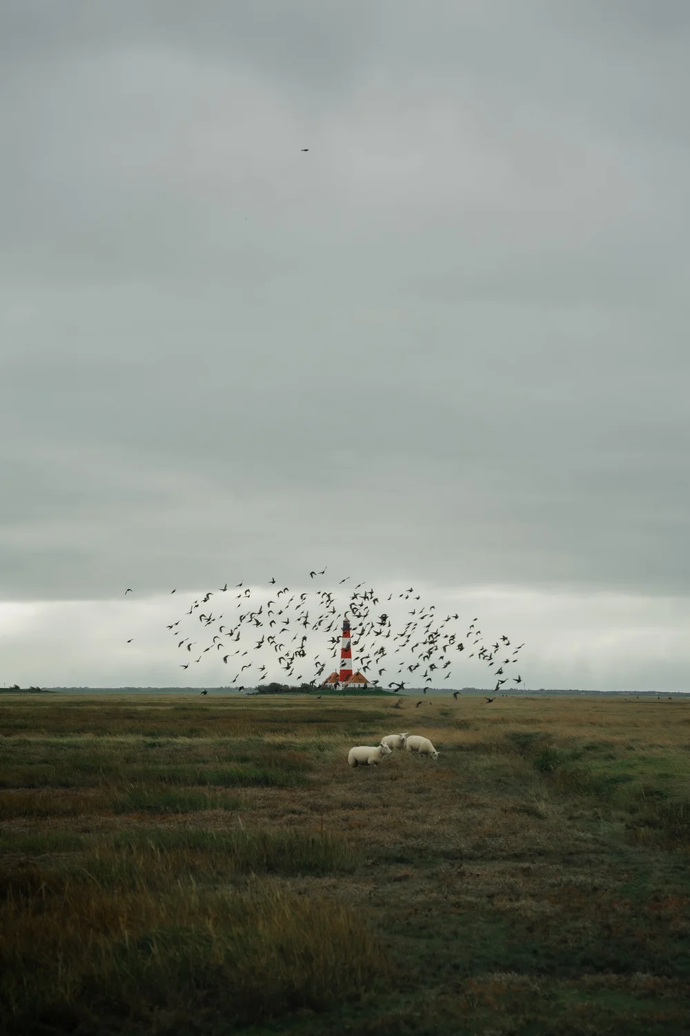 Vogelsilhouette vor dem Leuchtturm Westerhever
