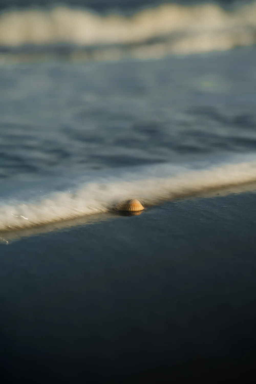 Muschel im flachen Wasser