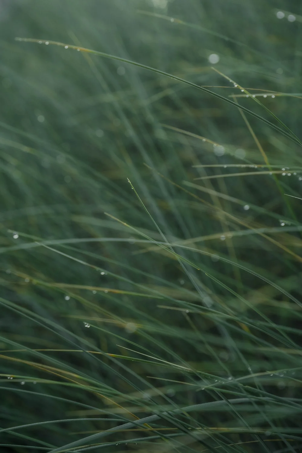 Gras in den Dünen