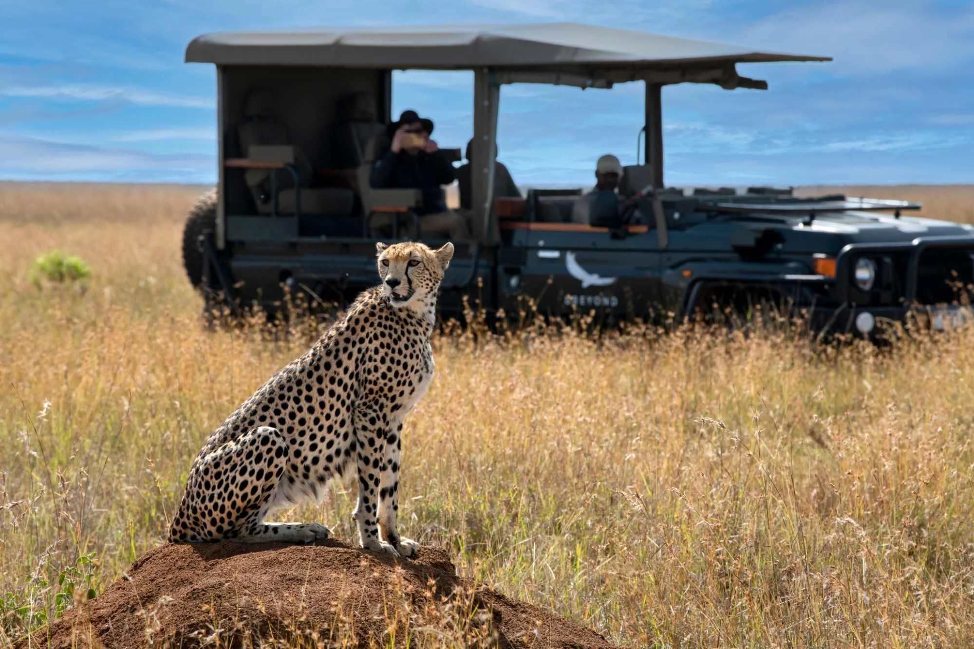 Kenya-Suyian-Conservancy-Game-Drive-Cheetah (15)_compressed.jpg