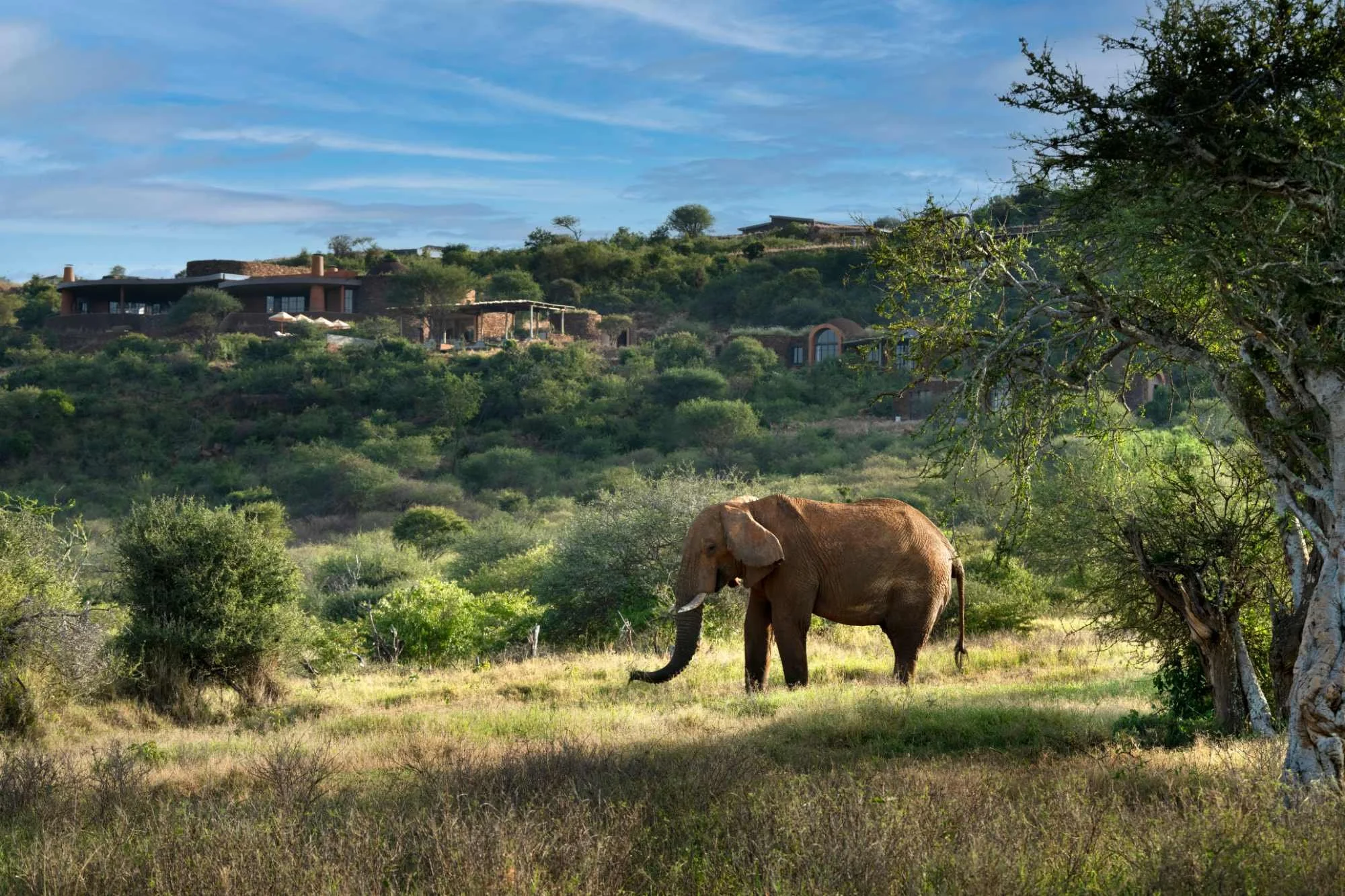 Kenya-Suyian-Lodge-Exterior-Elephant-View (8)_compressed.jpg