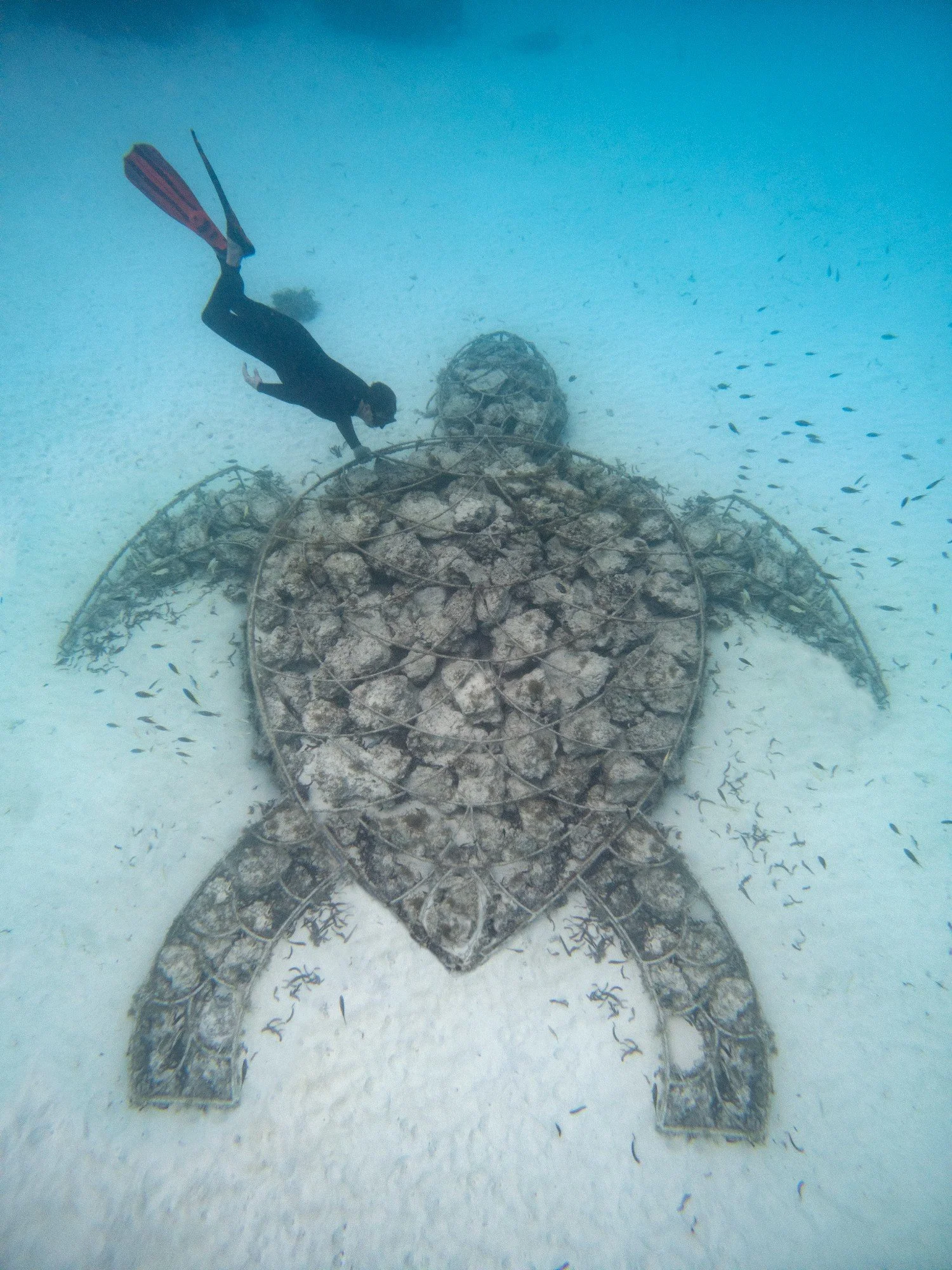 Zanzibar-Mnemba-Island-Coral-Dive (10)_w1500.jpg