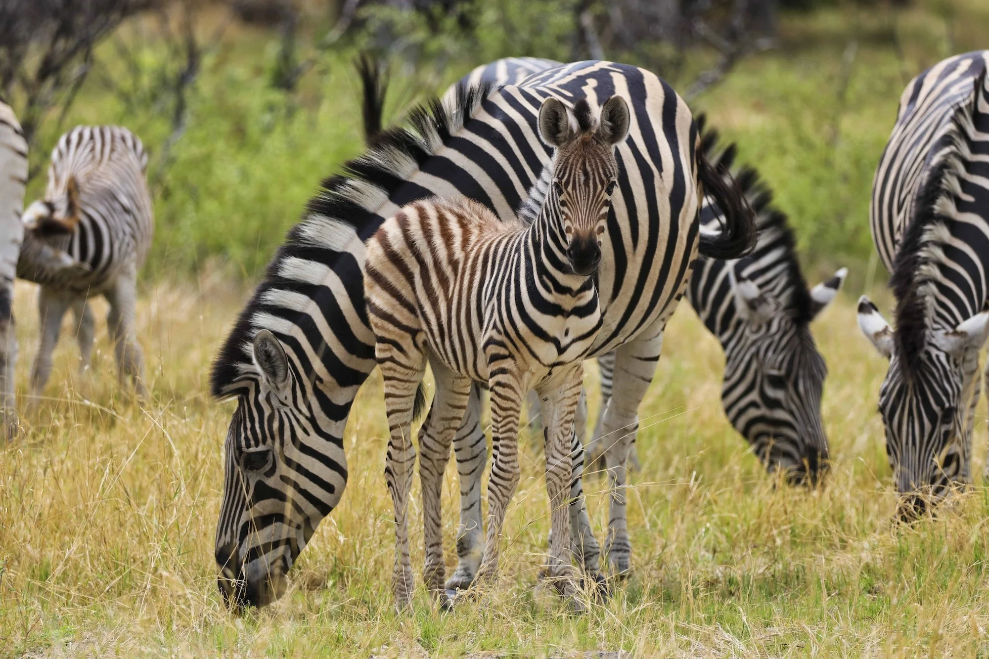 Thaba Khaya Lodge | Luxury Game Lodge at Sable Ranch — Sable Ranch