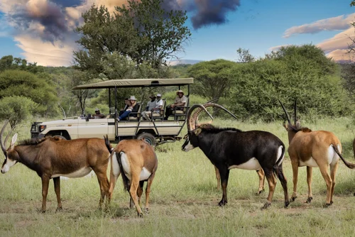 Guided Game Drives and Walks — Sable Ranch