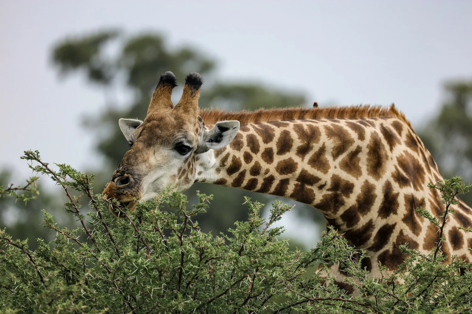 Thaba Khaya Lodge | Luxury Game Lodge at Sable Ranch — Sable Ranch