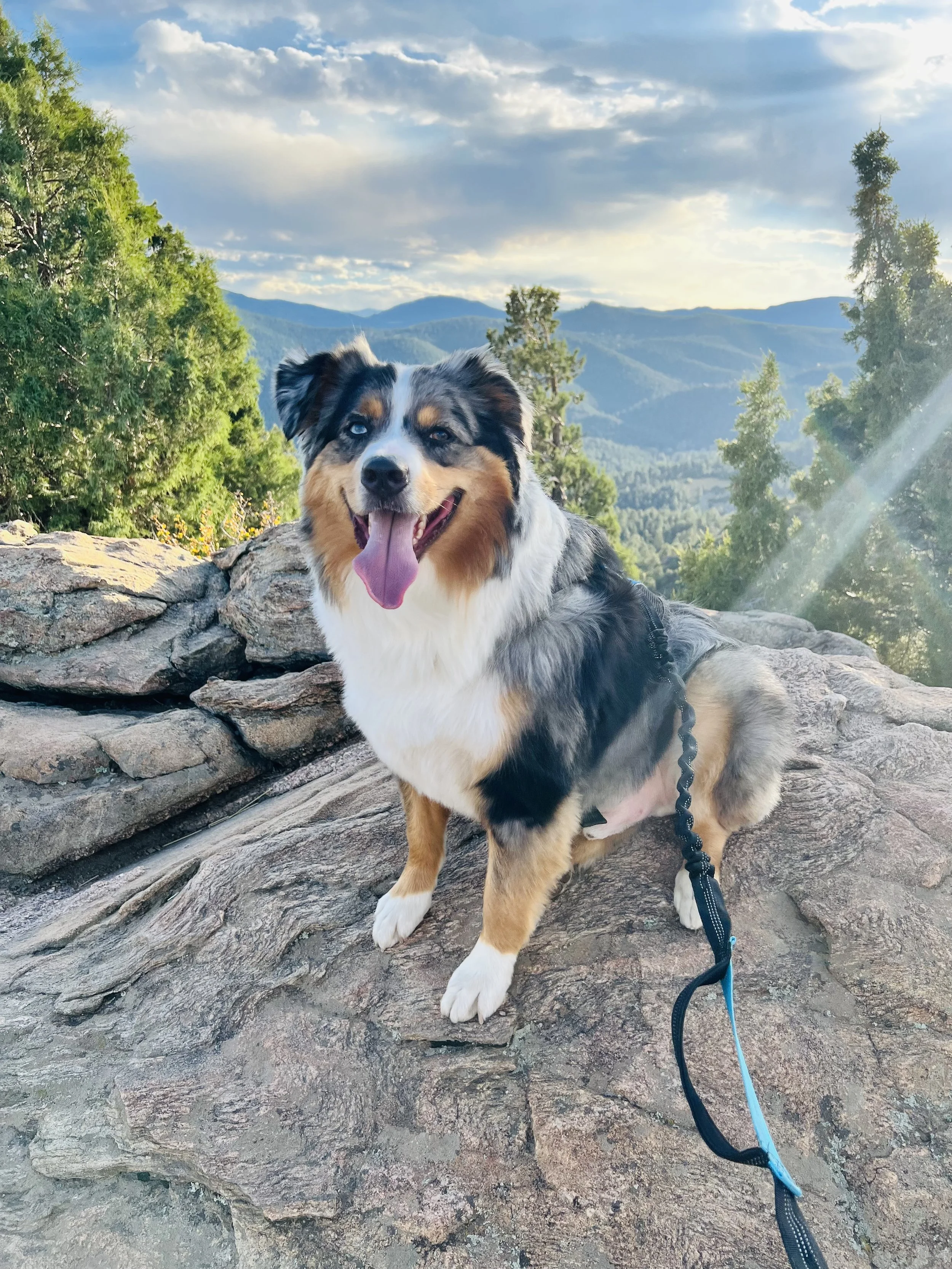 A happy Australian Shepherd sitting on a rocky outcrop with a scenic mountain view.