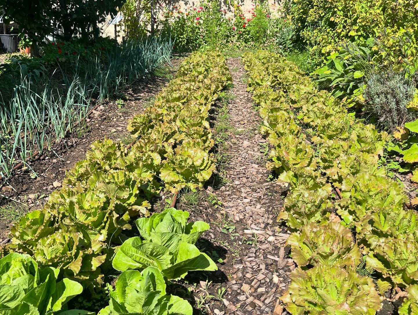 La ferme est belle et productive. Nos planches de cultures sont bien fournies et nous offres une abondance de bons l&eacute;gumes : laitues, blettes, courgettes, tomates, concombres, poivrons, choux rave, courges, &hellip; mais aussi sur nos arbres a
