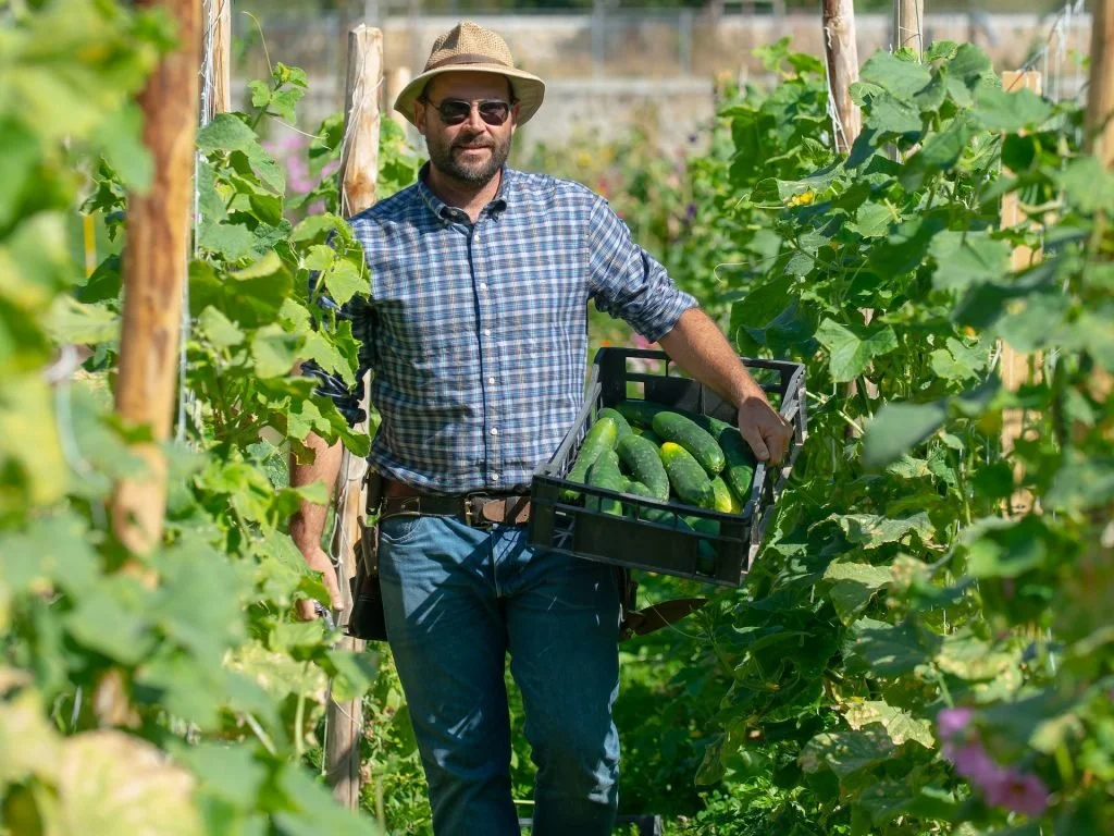 Gilles recolte concombres Crédit Juan Felipe Barriga.jpg