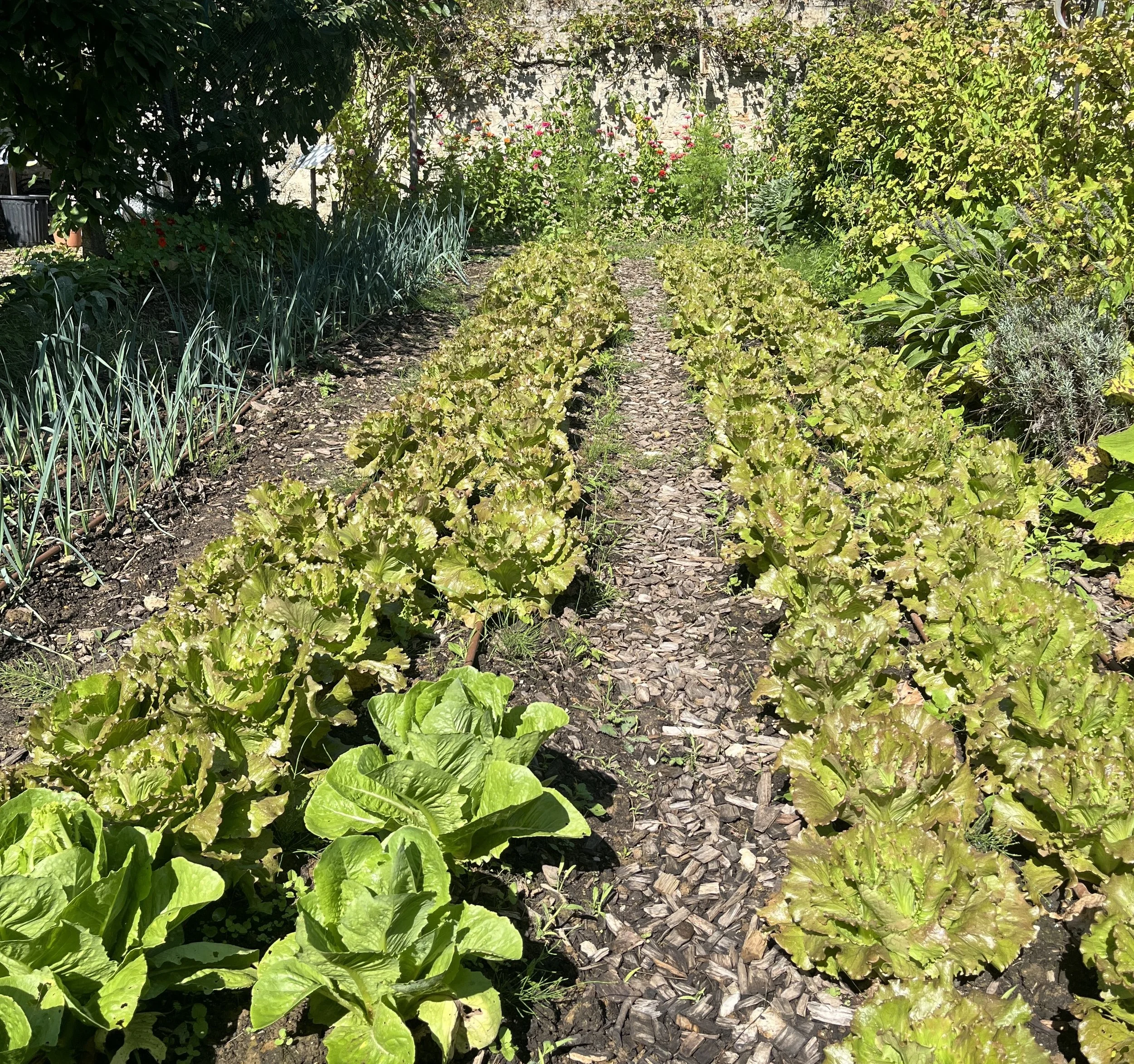 FND PLANCHE LAITUES_POIREAUX_Credit Gilles DEGROOTE.jpg