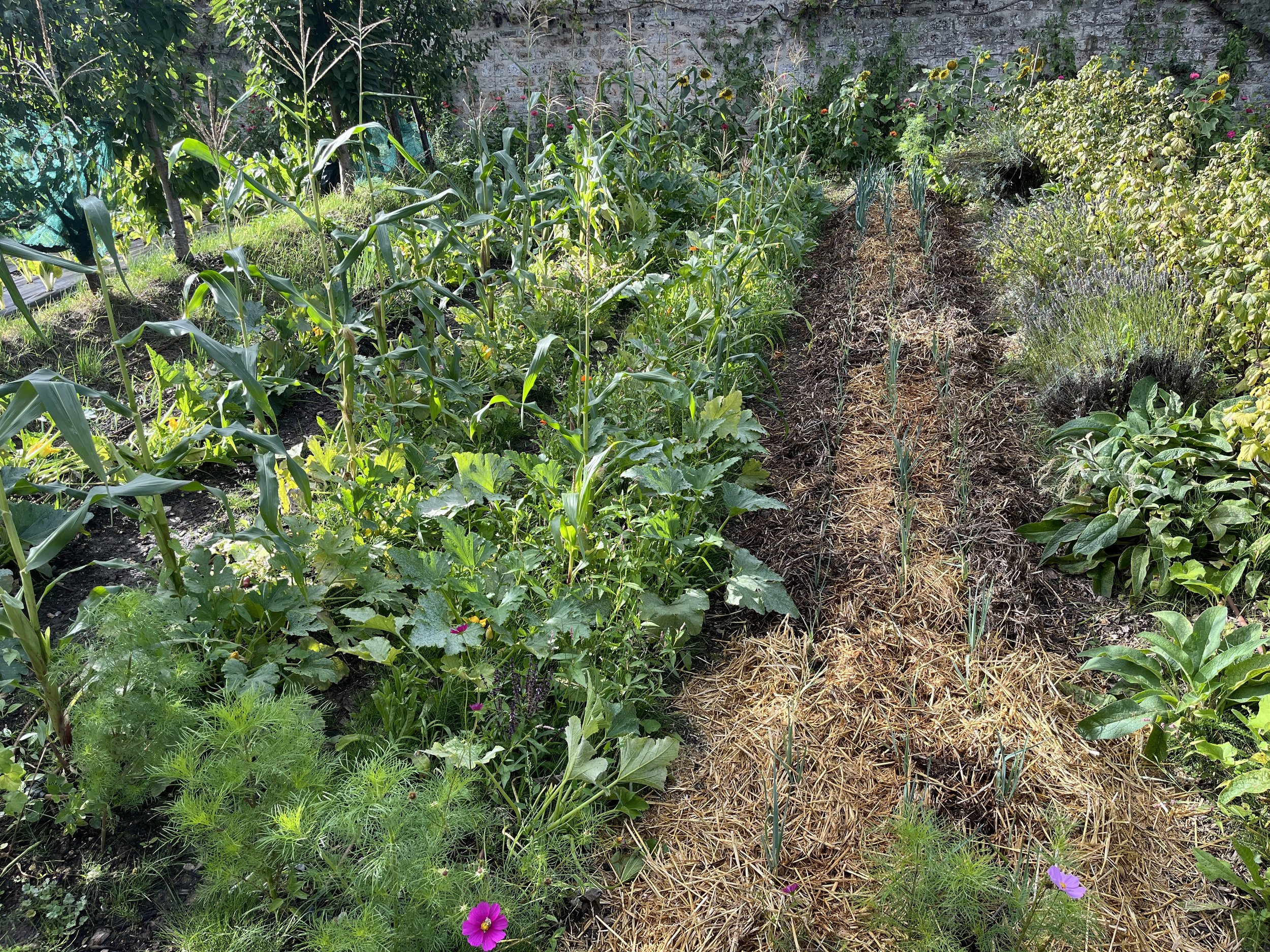 FND PLANCHE MAIS COURGETTES_Credit Gilles DEGROOTE.JPG