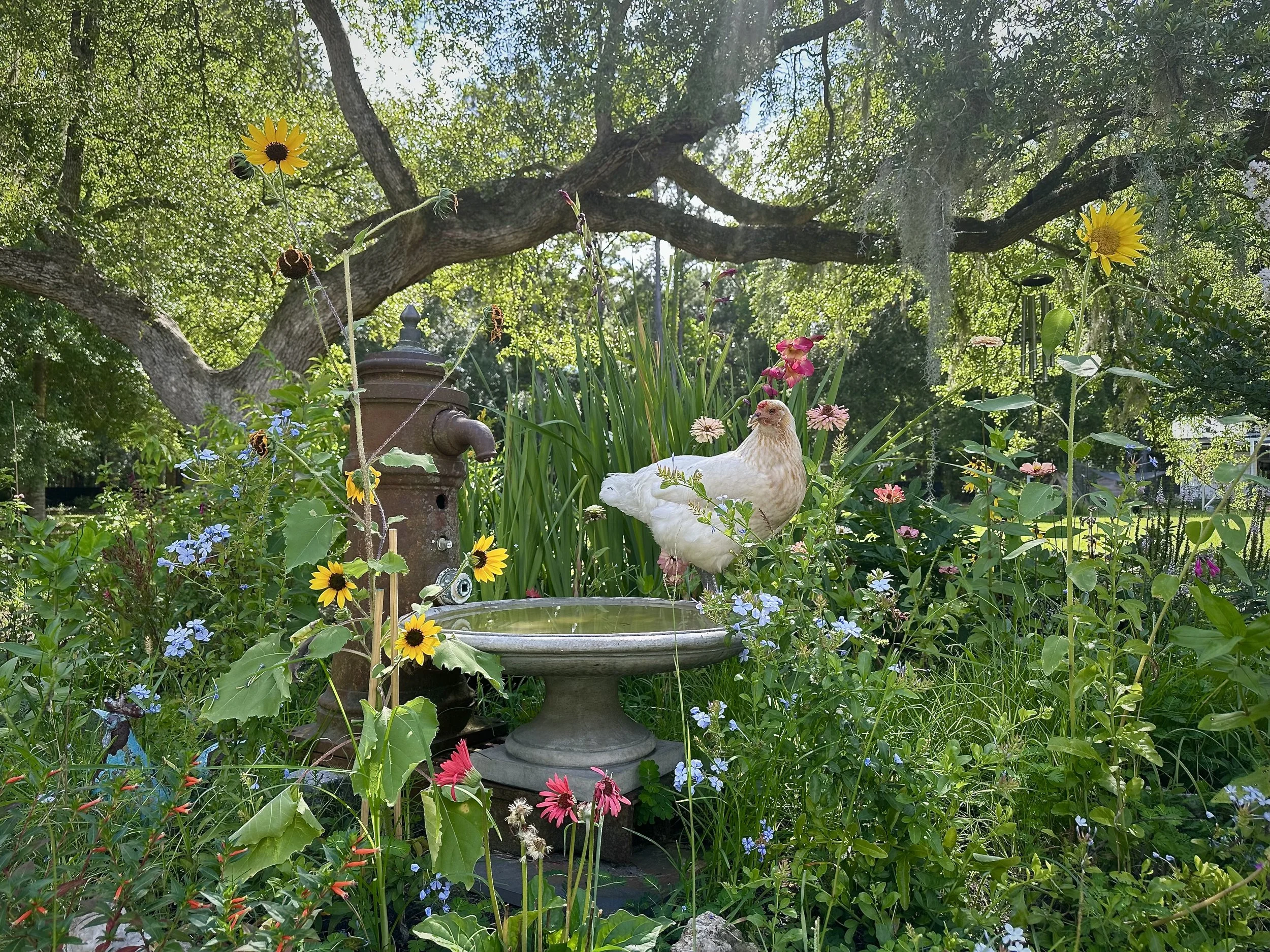 chicken sitting on bird bath