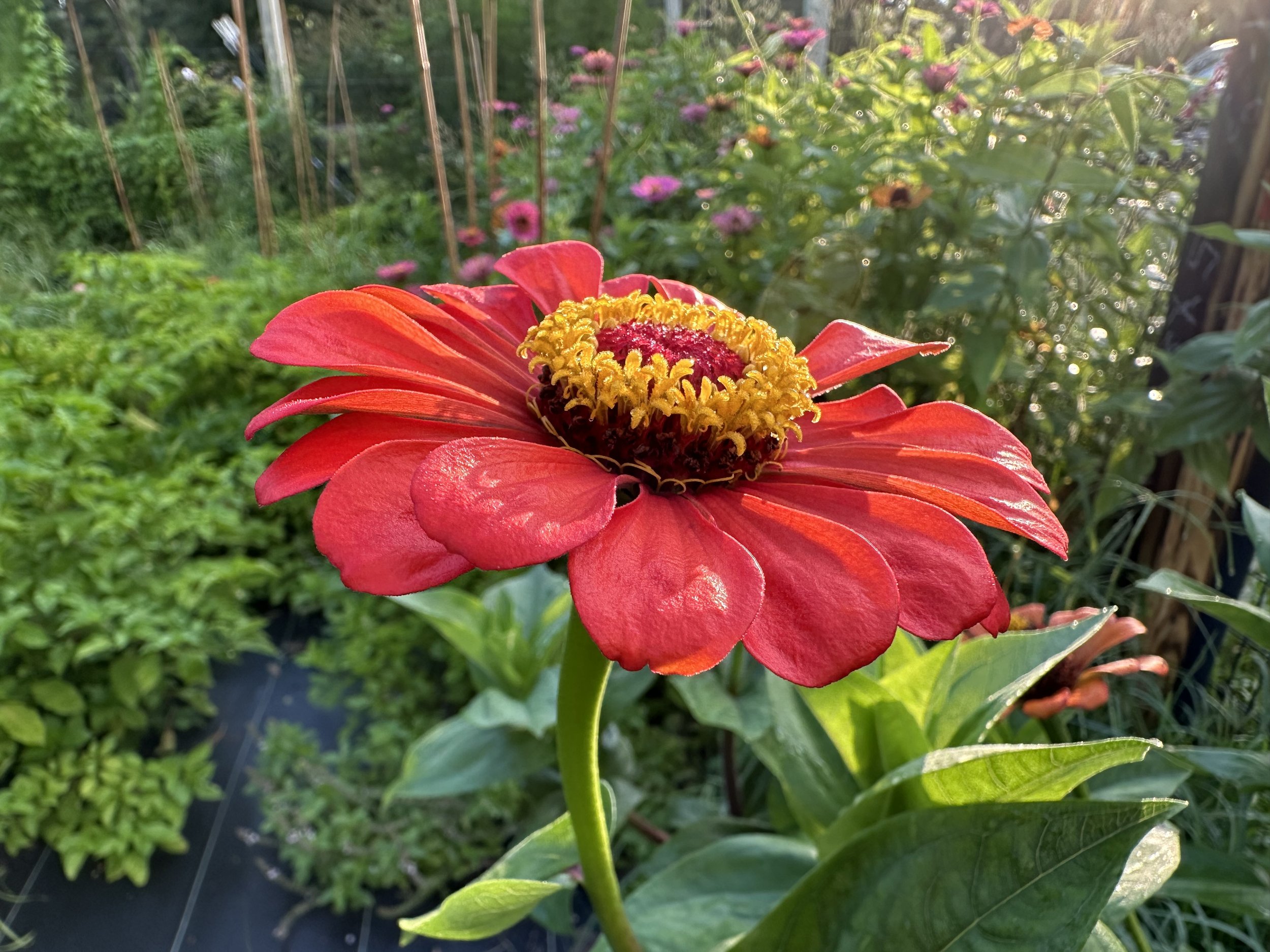 IMG_5746.jpeg