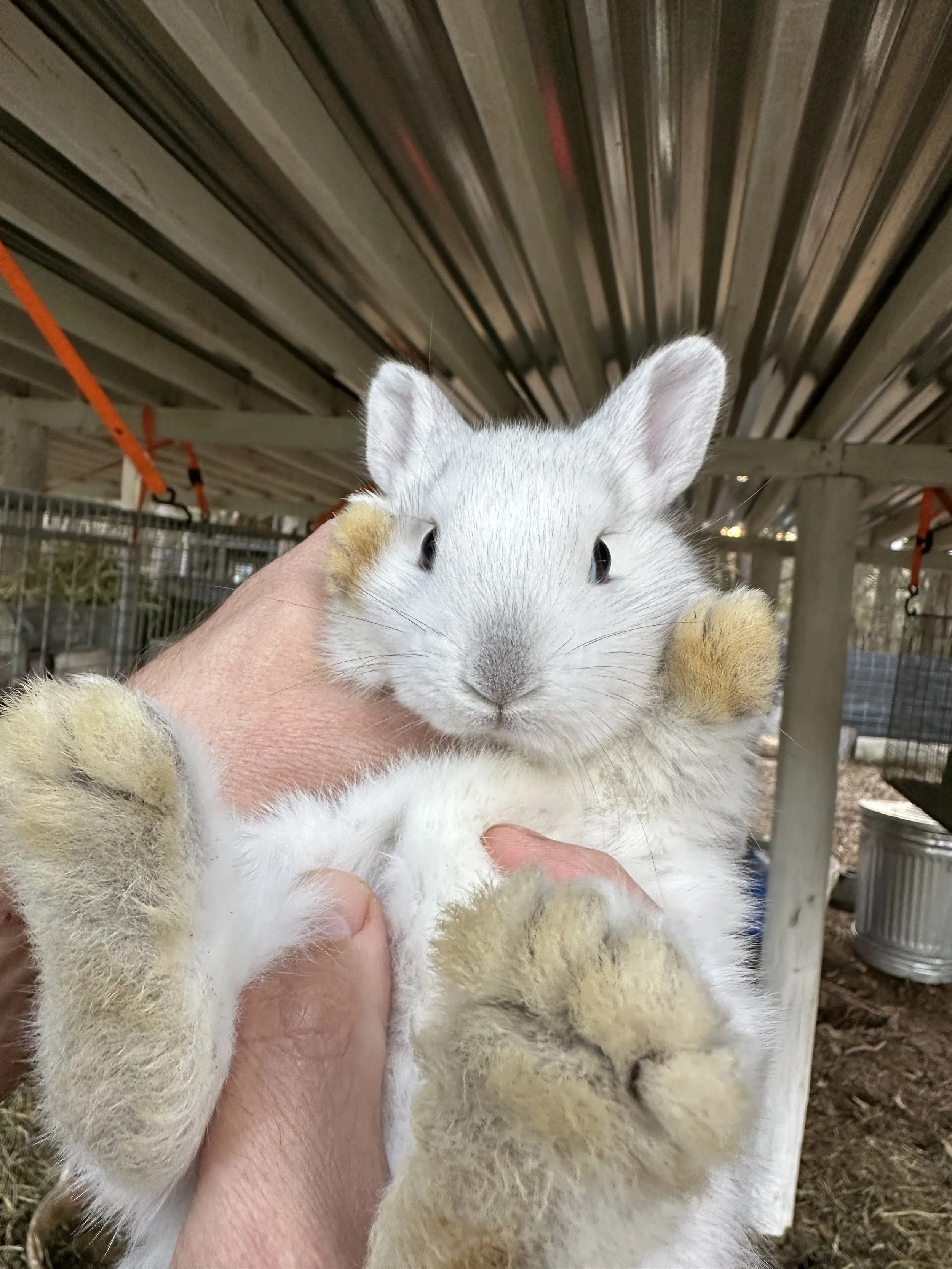 person holding bunny