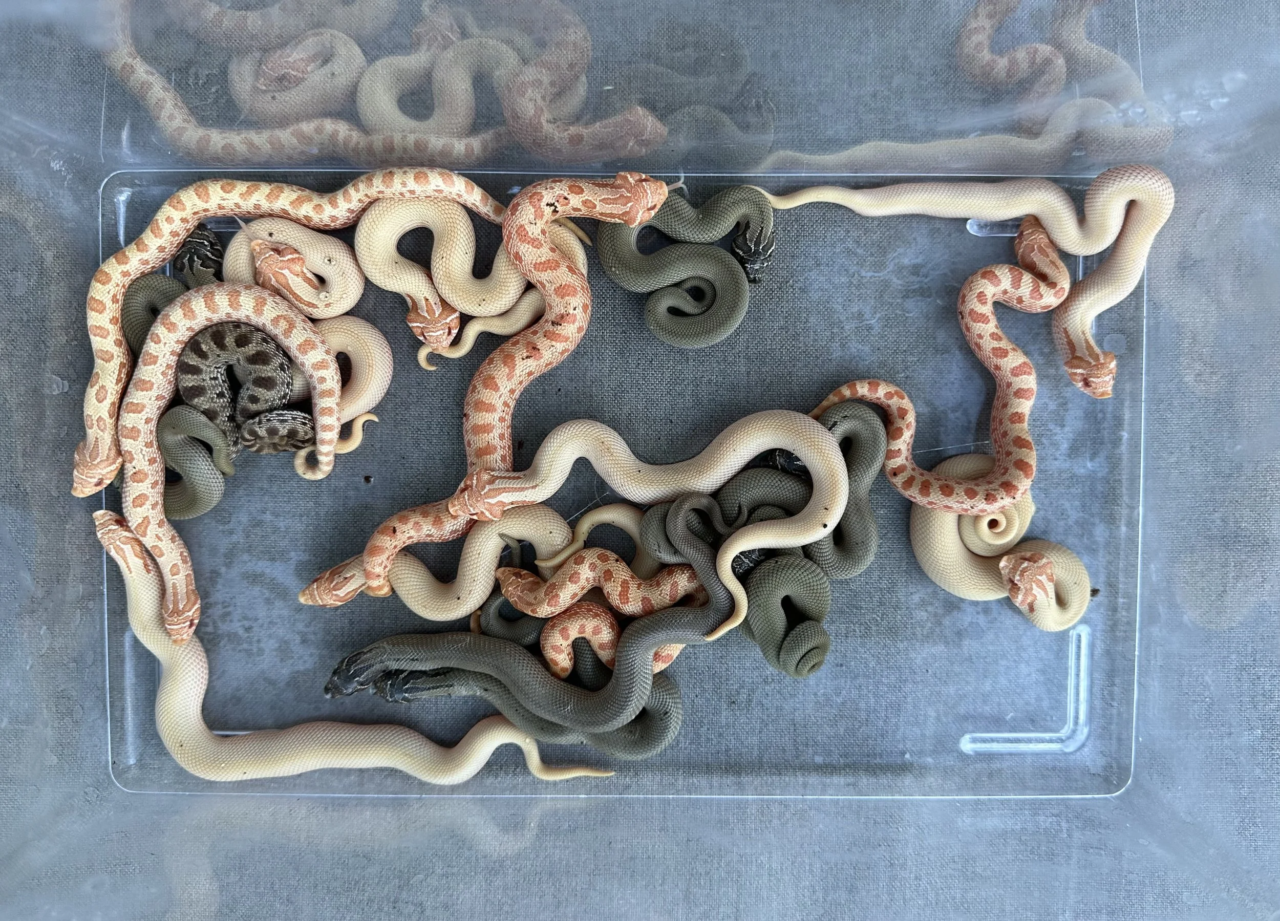 several snakes of various colors in clear plastic bin