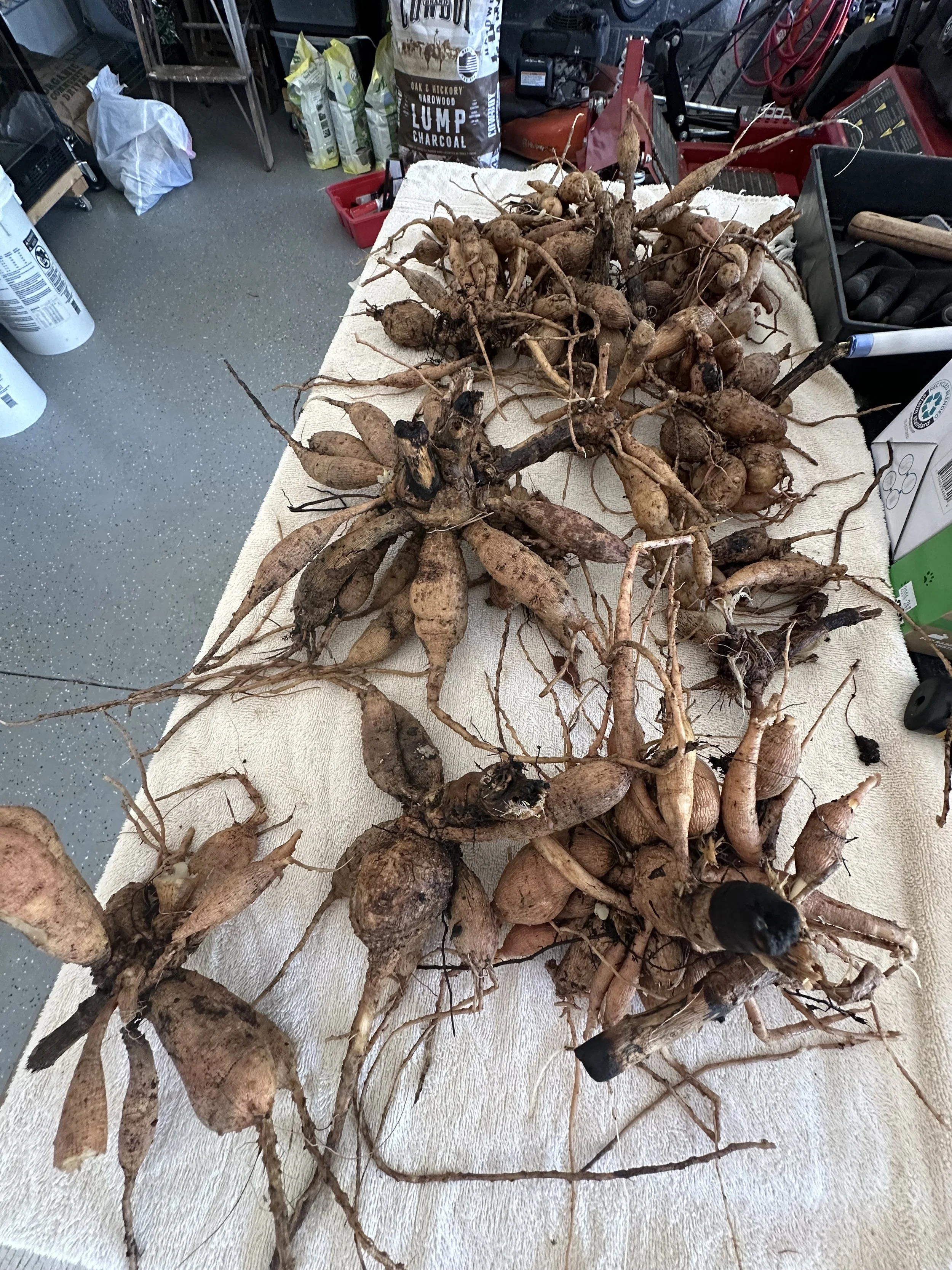 plants harvested on a table