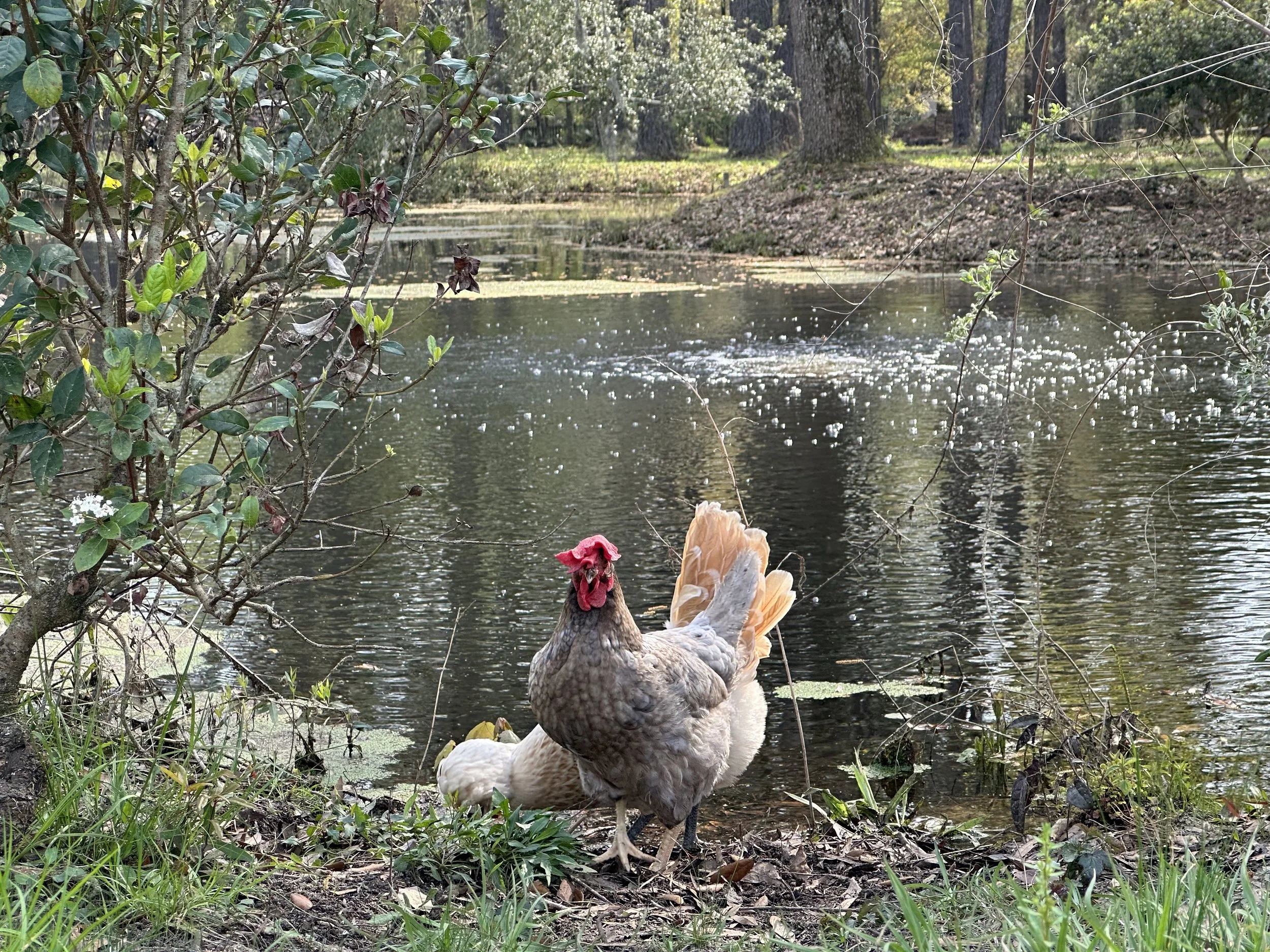 Chicken by the water