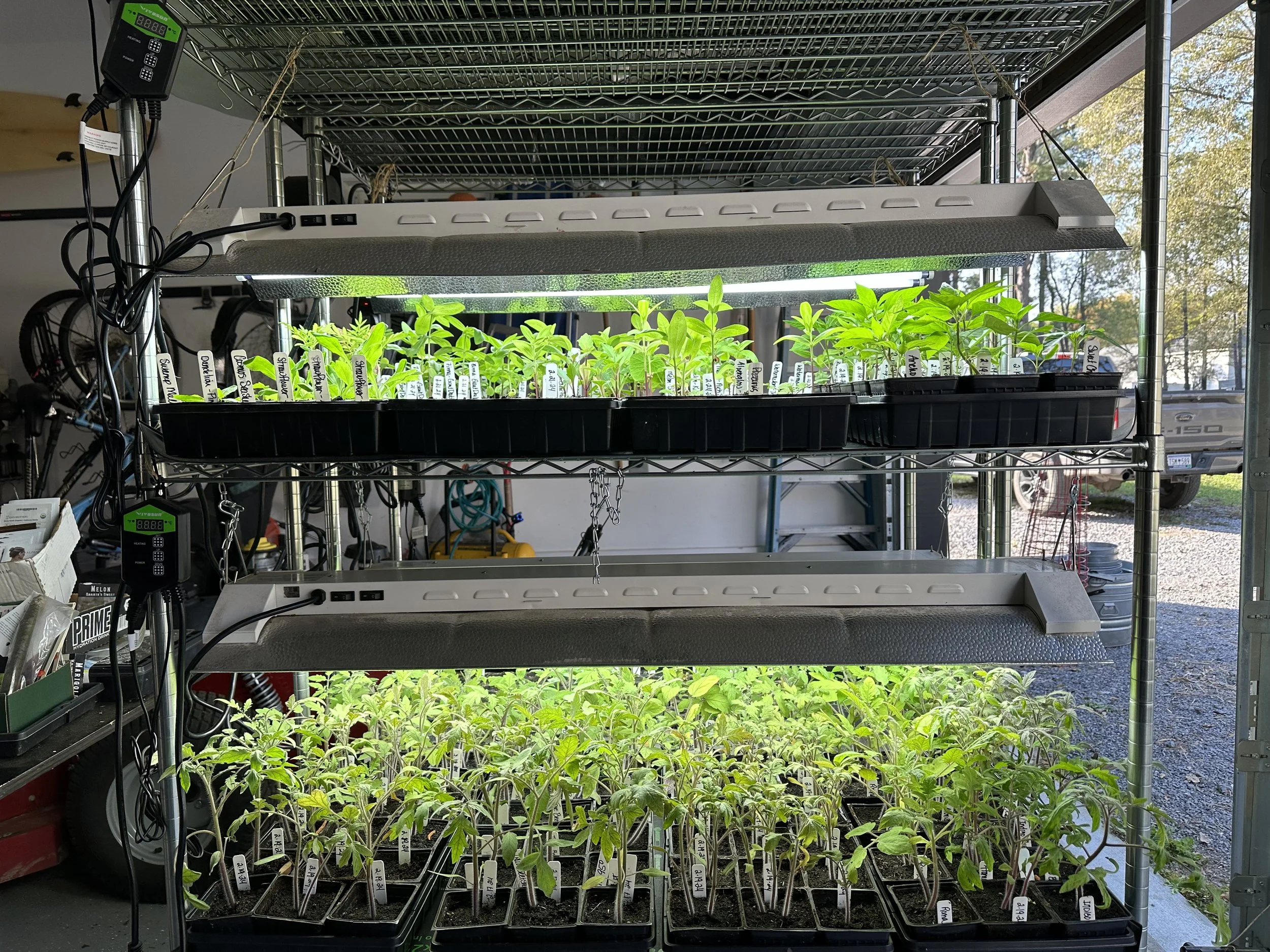 Plants under grow lights