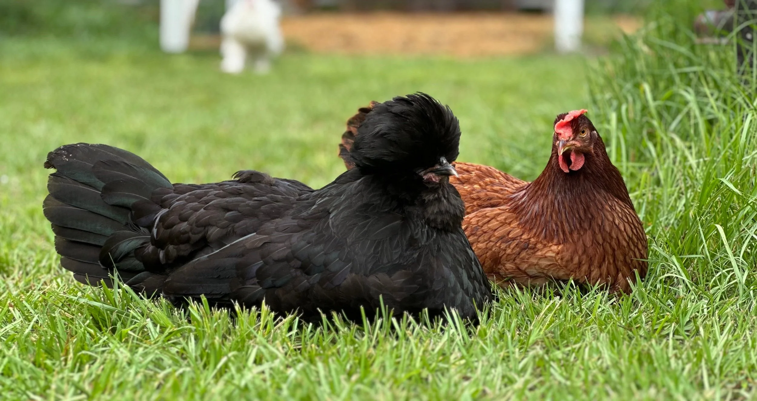 two chickens sitting on grass
