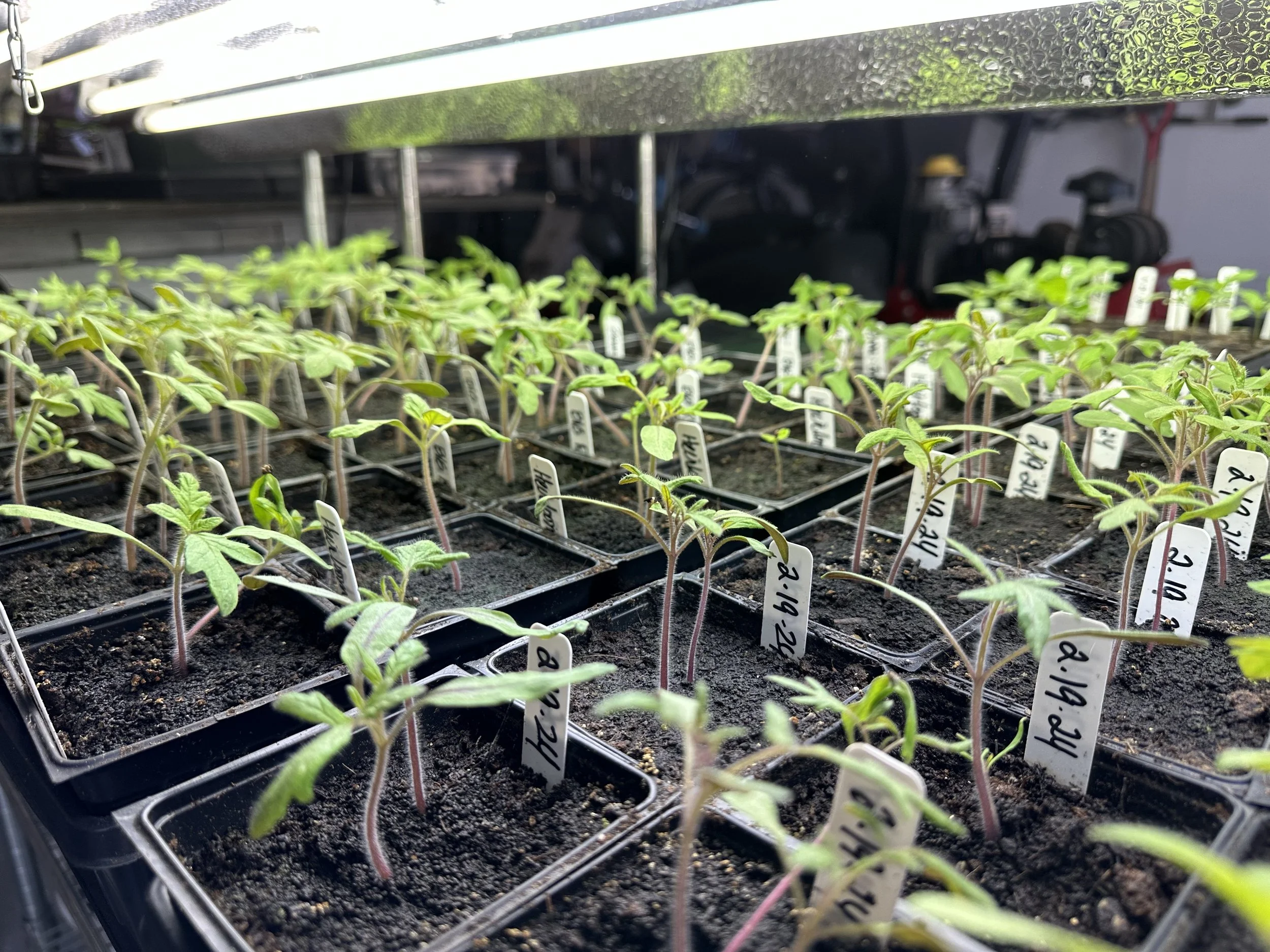 Plants growing in green house