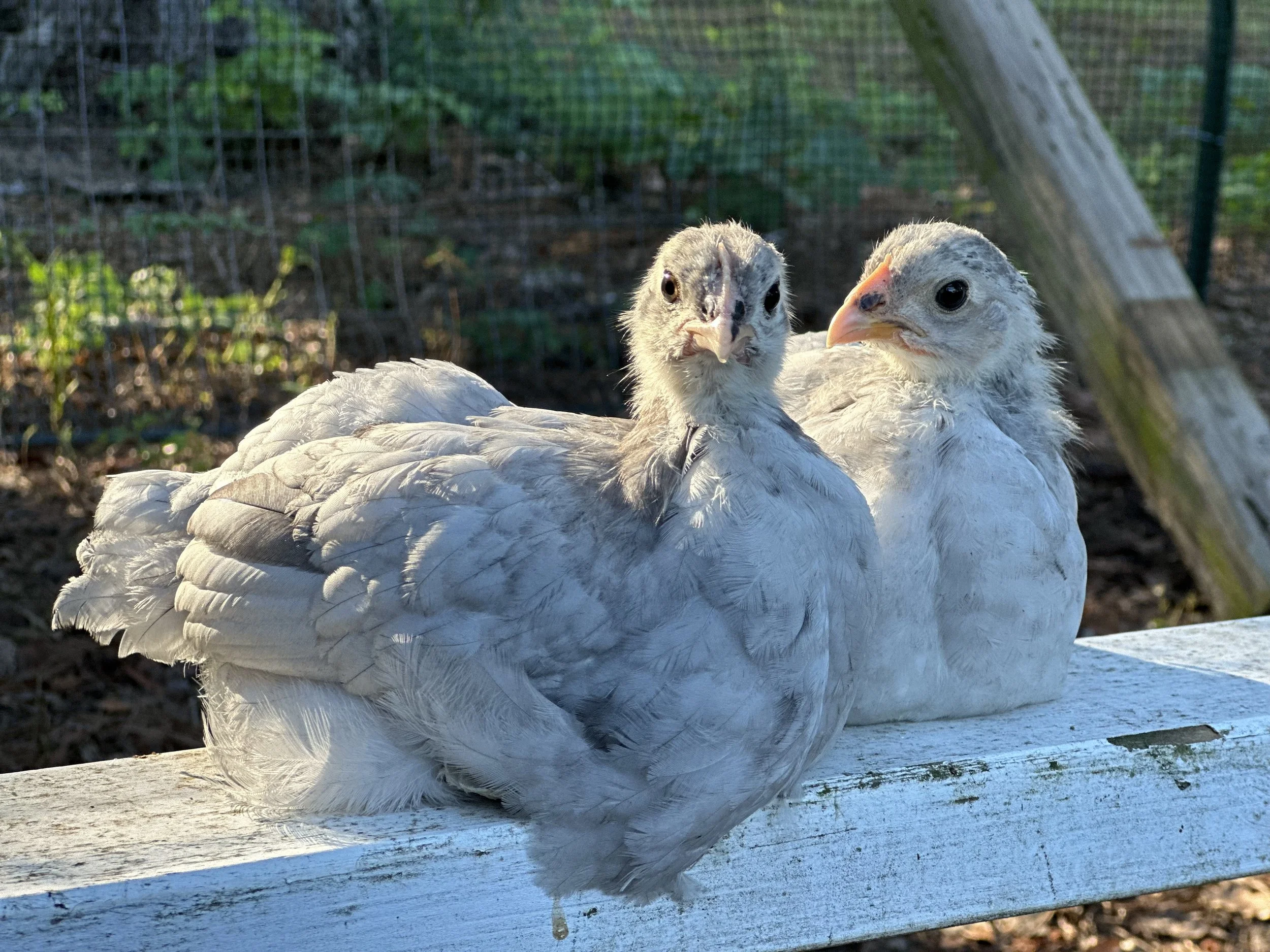 two chickens sitting on board