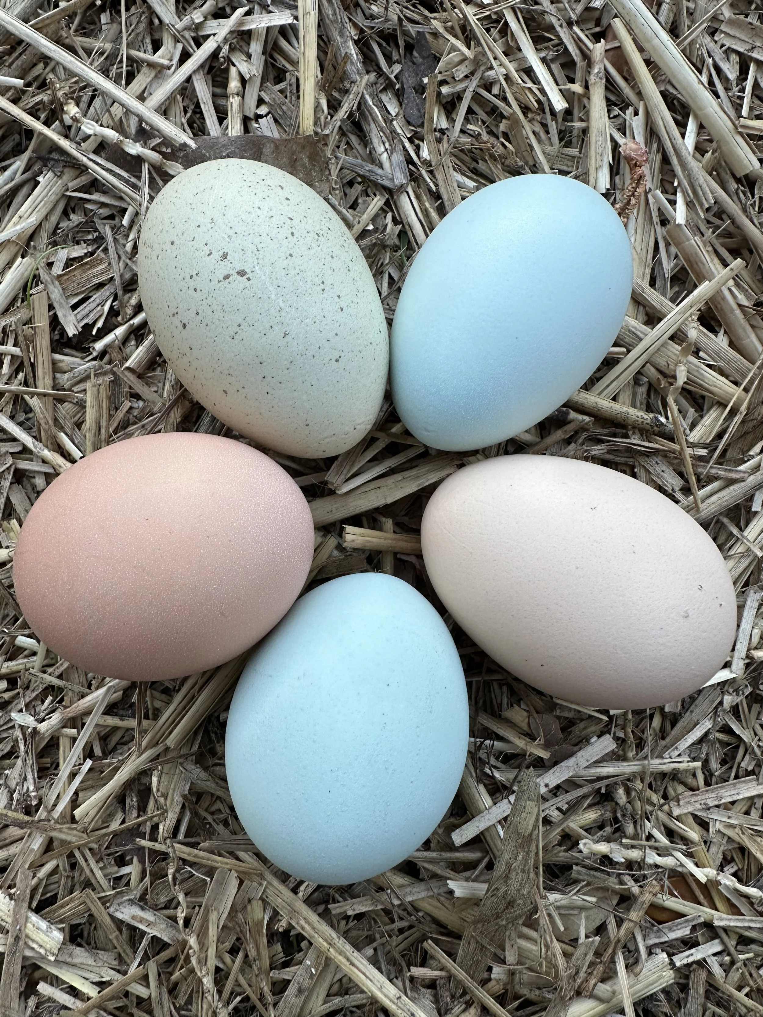various colored eggs