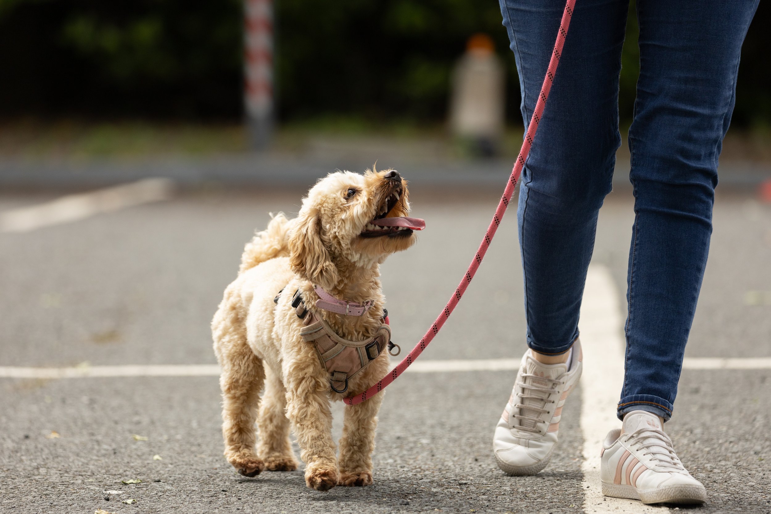 Private in-home Dog Training Package