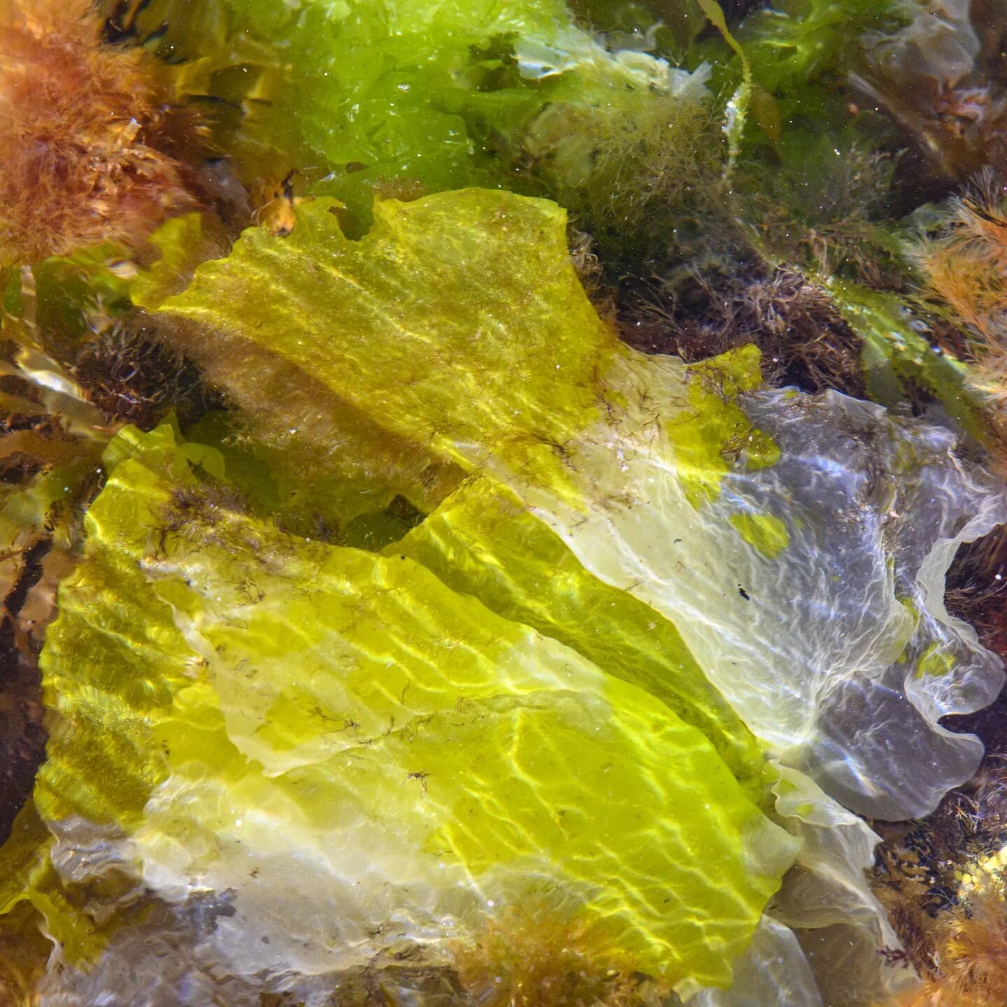 A myriad of colours and a gentle summer breeze, heaven on earth tonight at Onehunga Bay.

#photography #newzealandart #newzealandphotographer #watersedge #water #sea #coast #sunlight #artphotography #art #nature #seaweed #onehungabay #sublime #nature