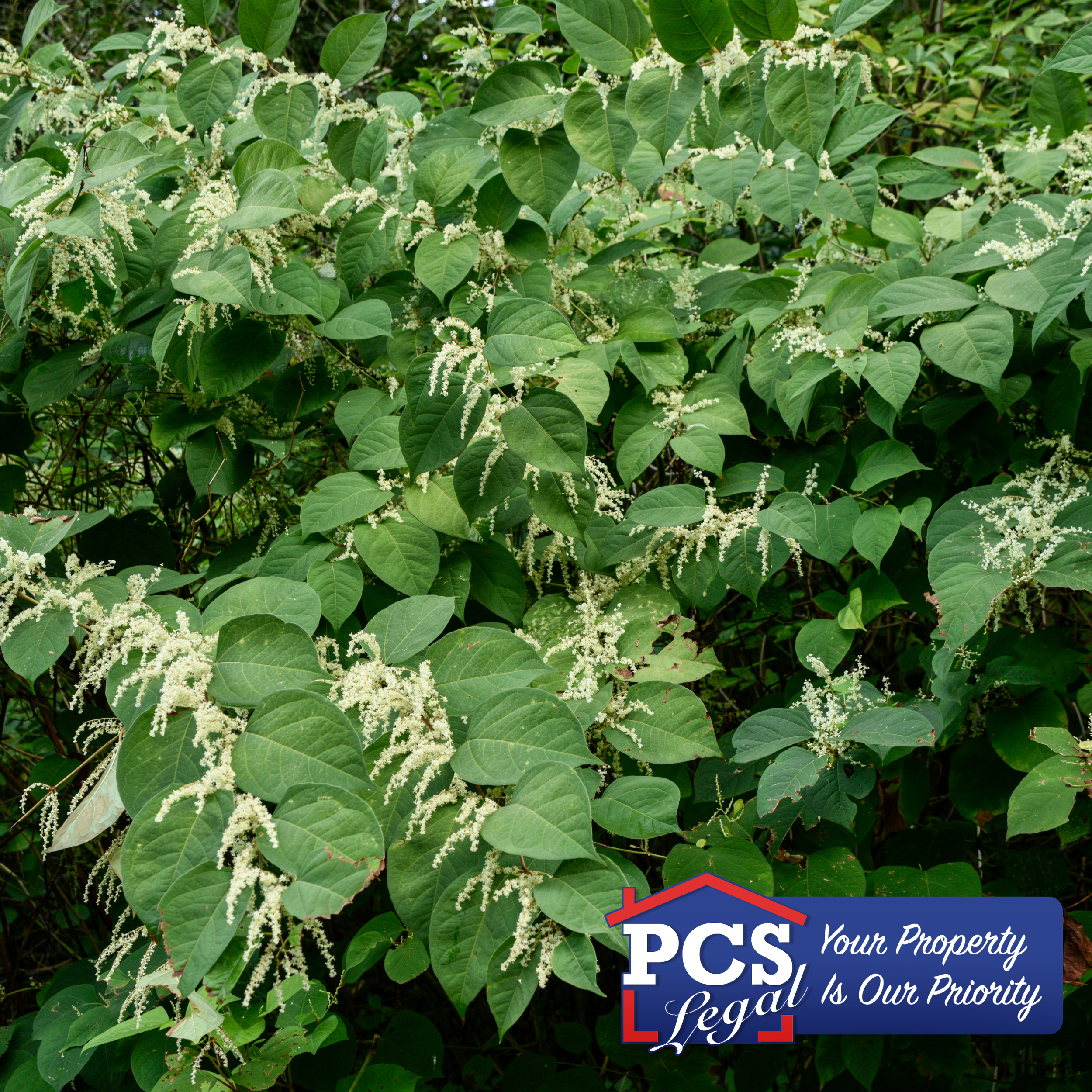 CONVEYANCERS STILL IN A BIND WITH KNOTWEED