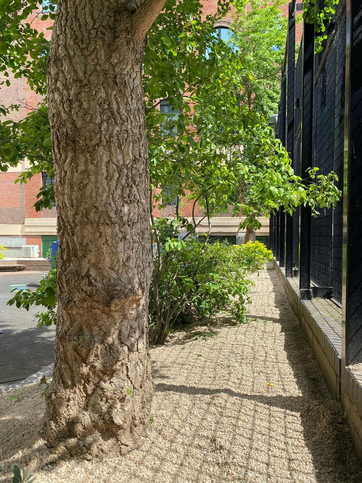 The pair of Ginkgo trees at the corners of the ball court, newly bordered by sand