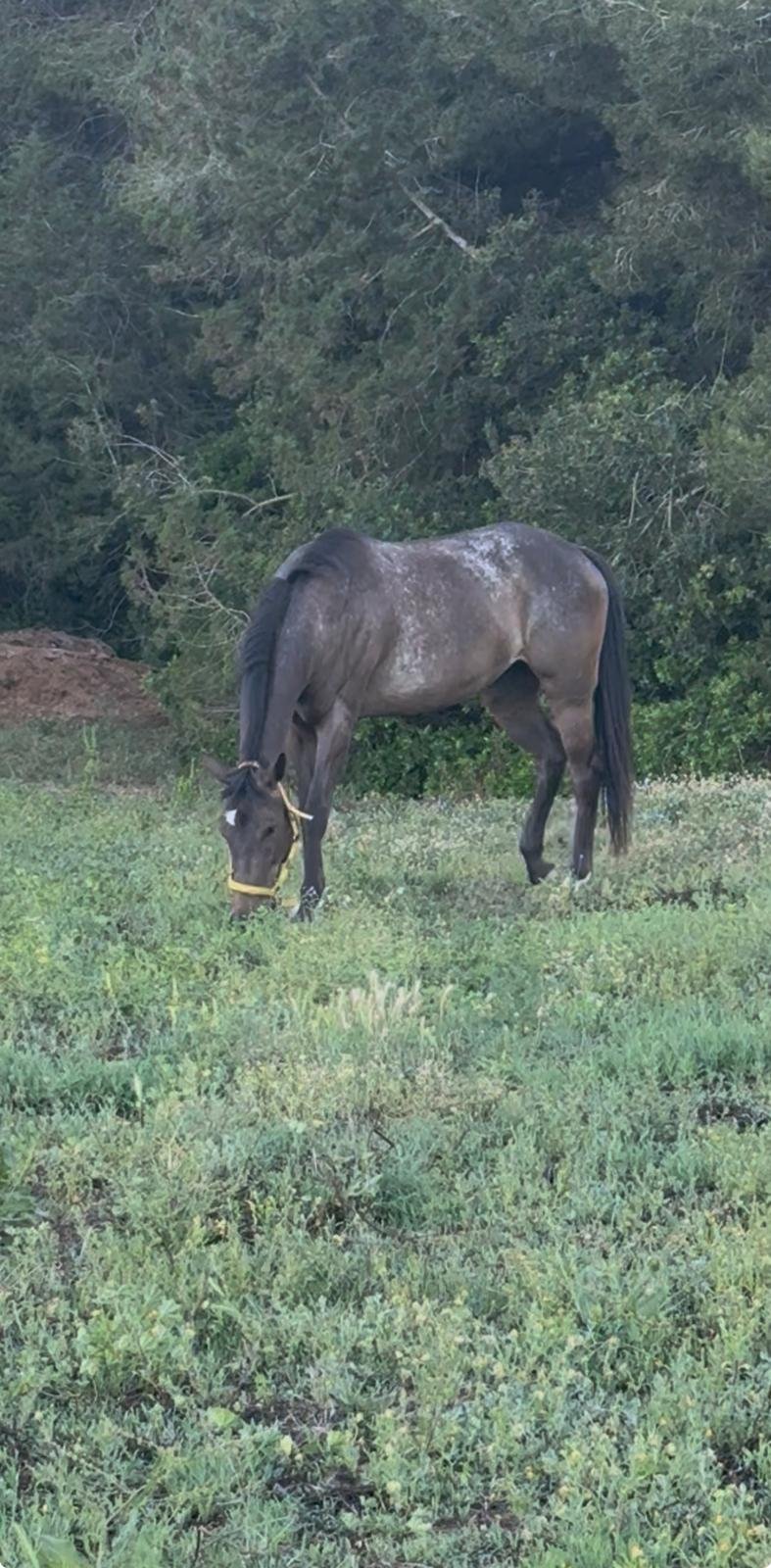  Food is a somatic regulator and what horses teach us about the nervous system