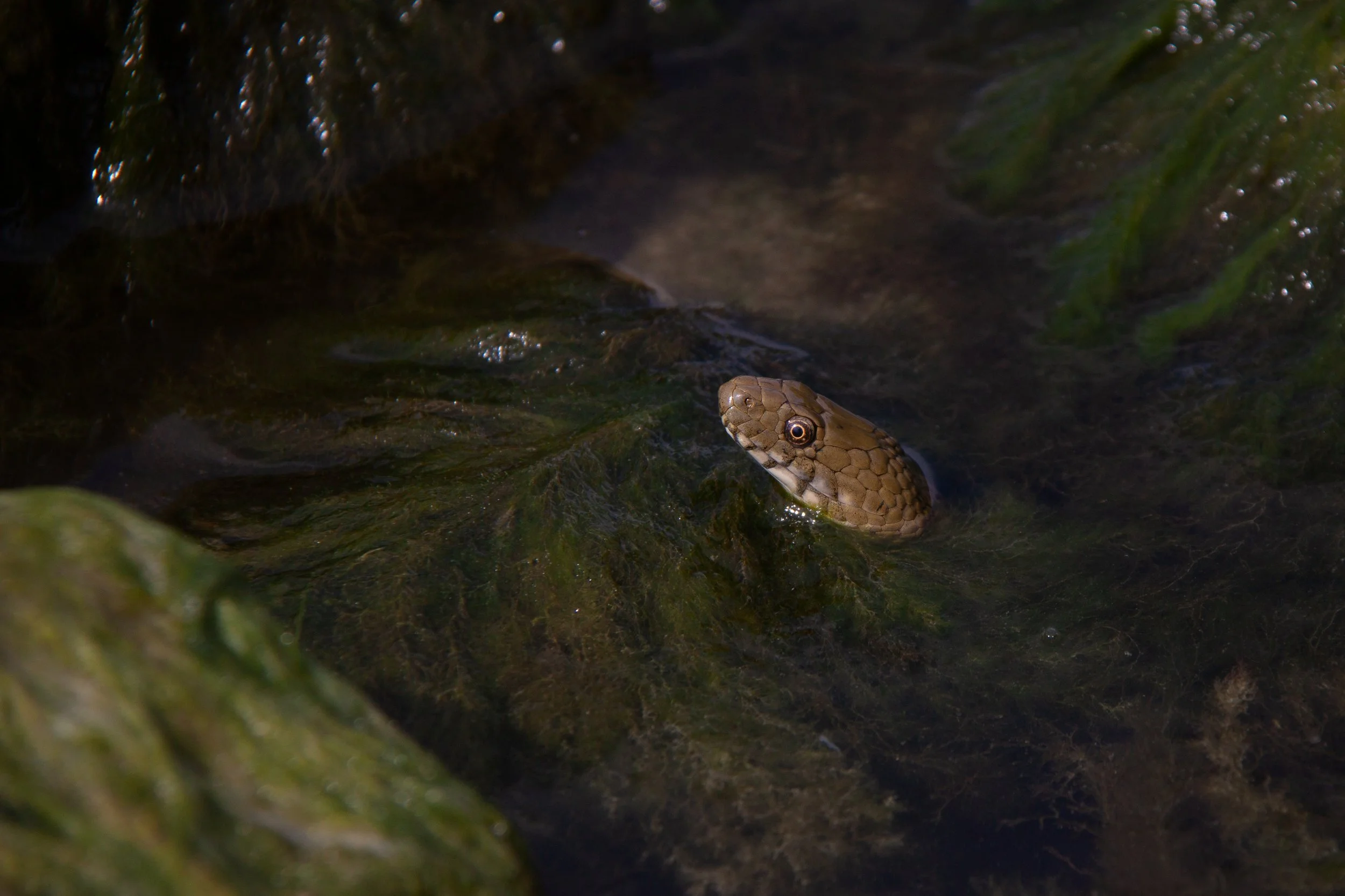 A Tessellated Water Snake (Natrix tessellata) in Lake Balaton, Hungary.