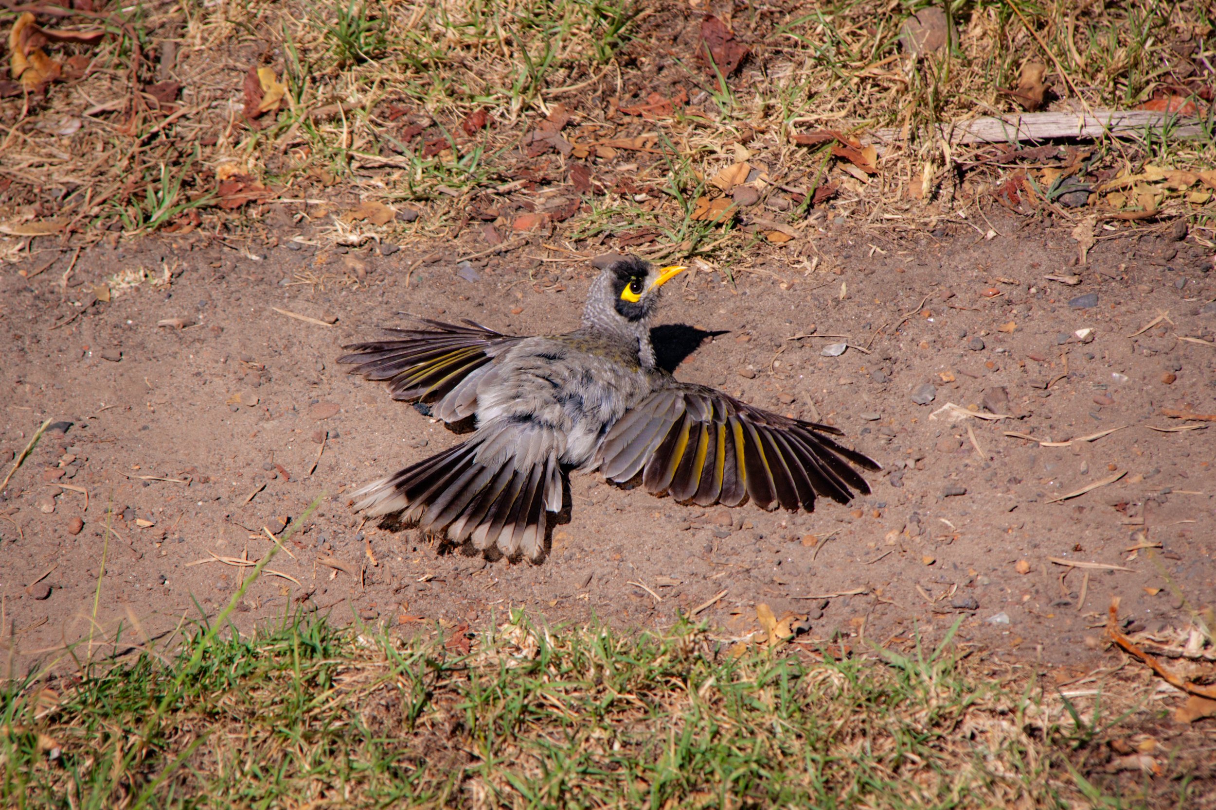 A Noisy Niner (Manorina melanocephala) — sunning itself on the warm sand.
